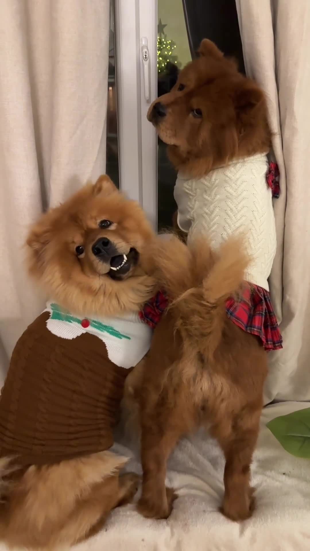 Chow Chow dogs for sale: Beautiful Lily & Lexi – Heartbreaking Rehome  - Video 2