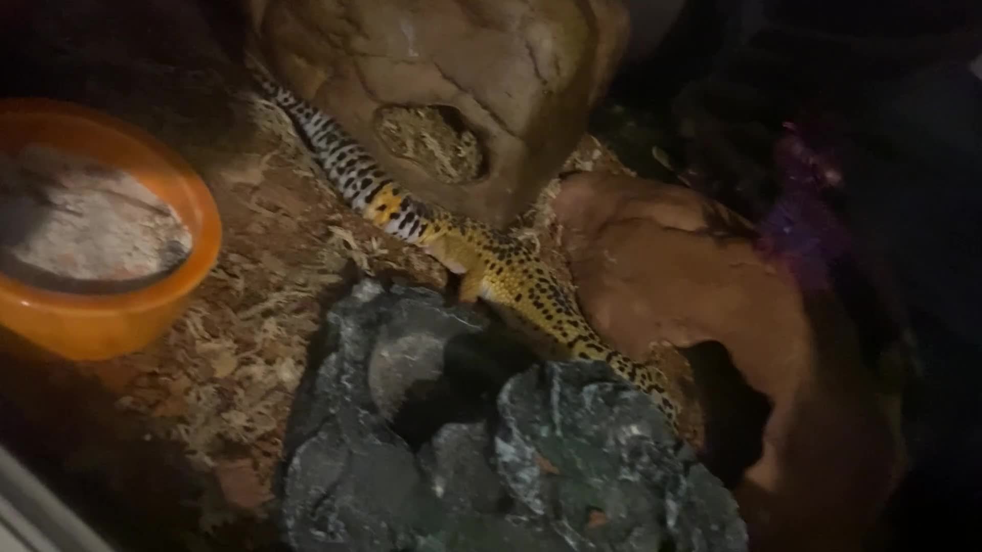 Leopard Gecko reptiles for sale: Leopard gecko Tango - Video 1