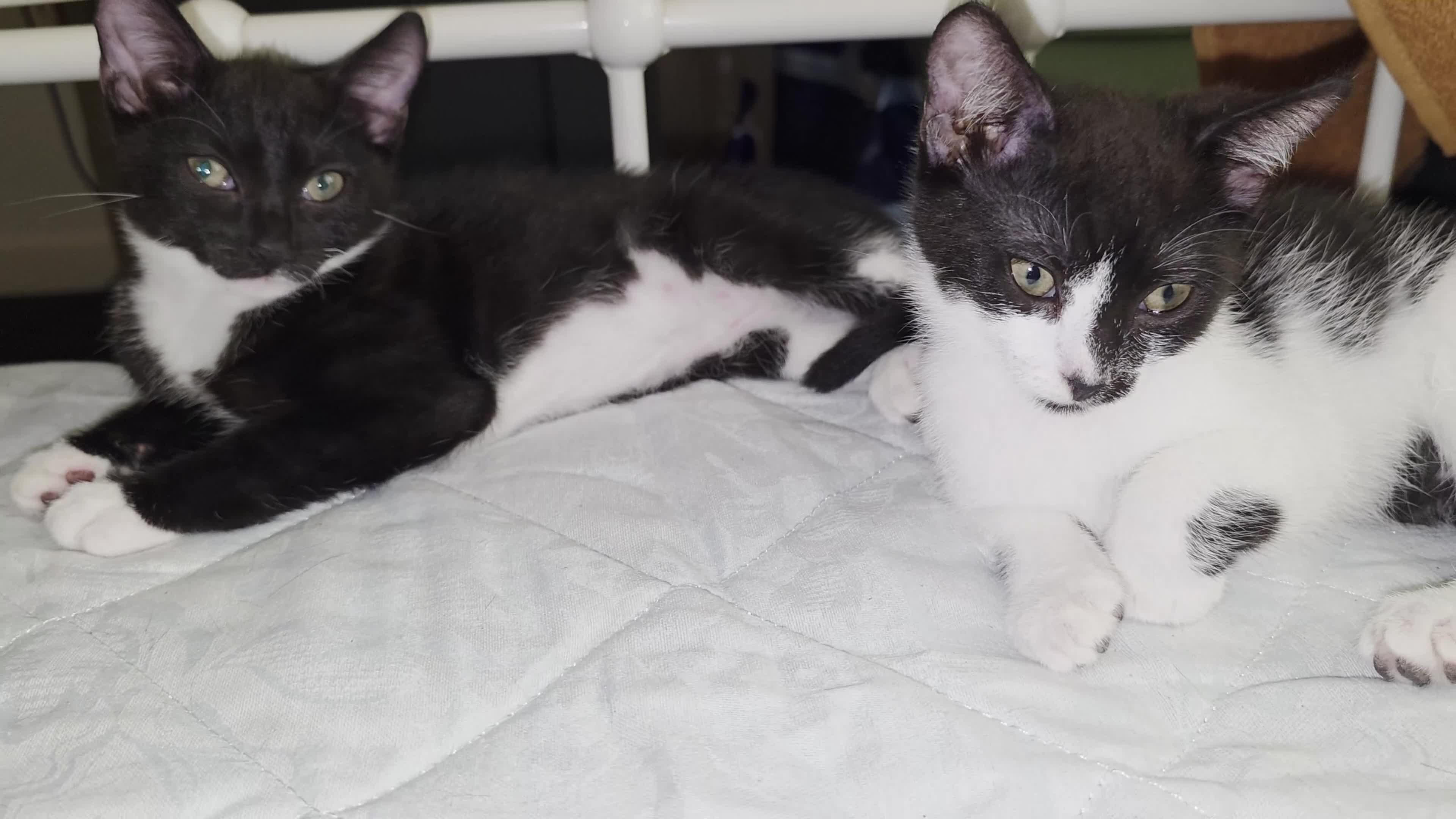 Domestic Shorthair cats for sale: 2 loving sweet kittens looking for a new home - Video 1