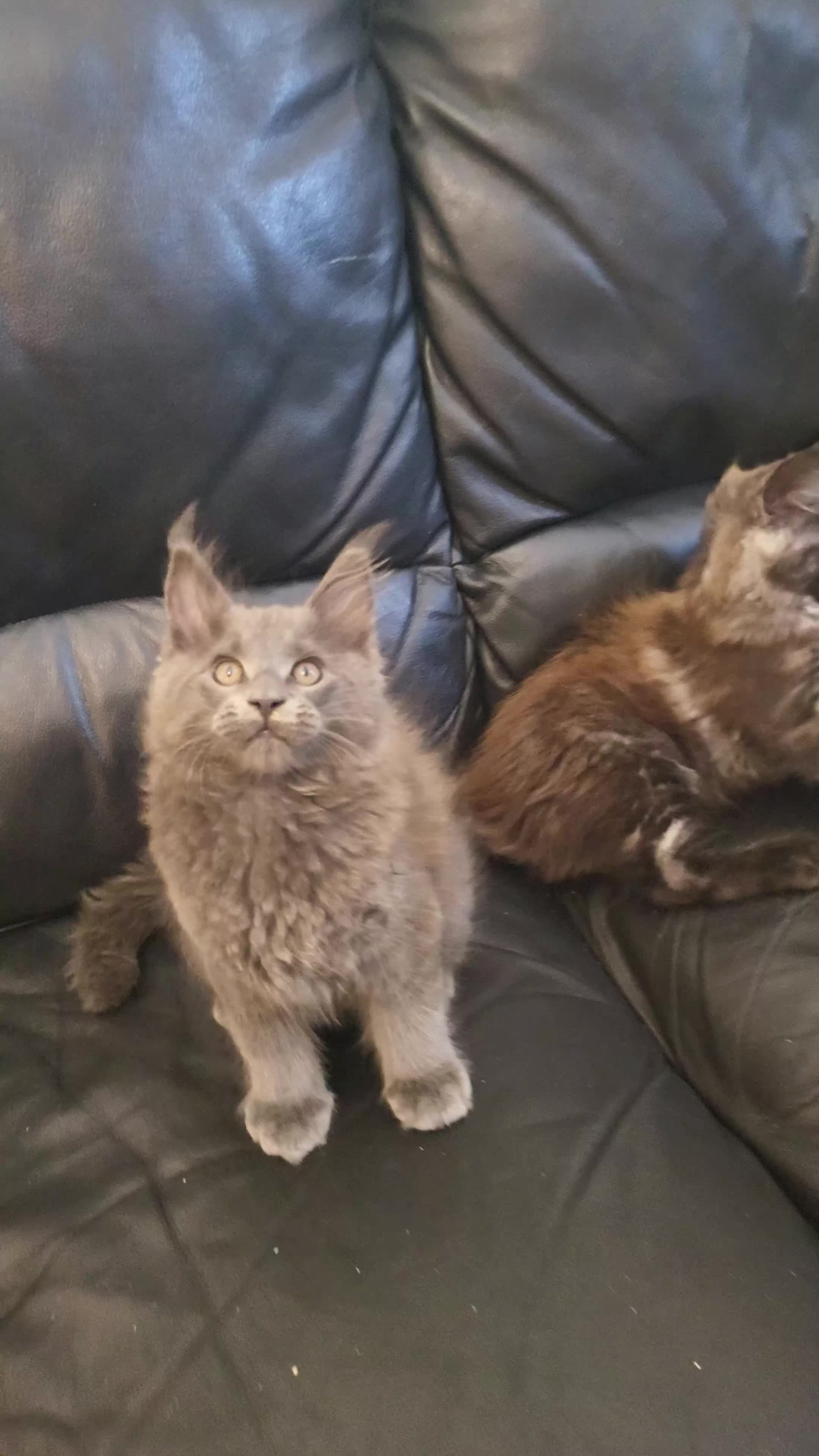 Maine Coon cats for sale: 3 Beautiful Maine coons  - Video 1