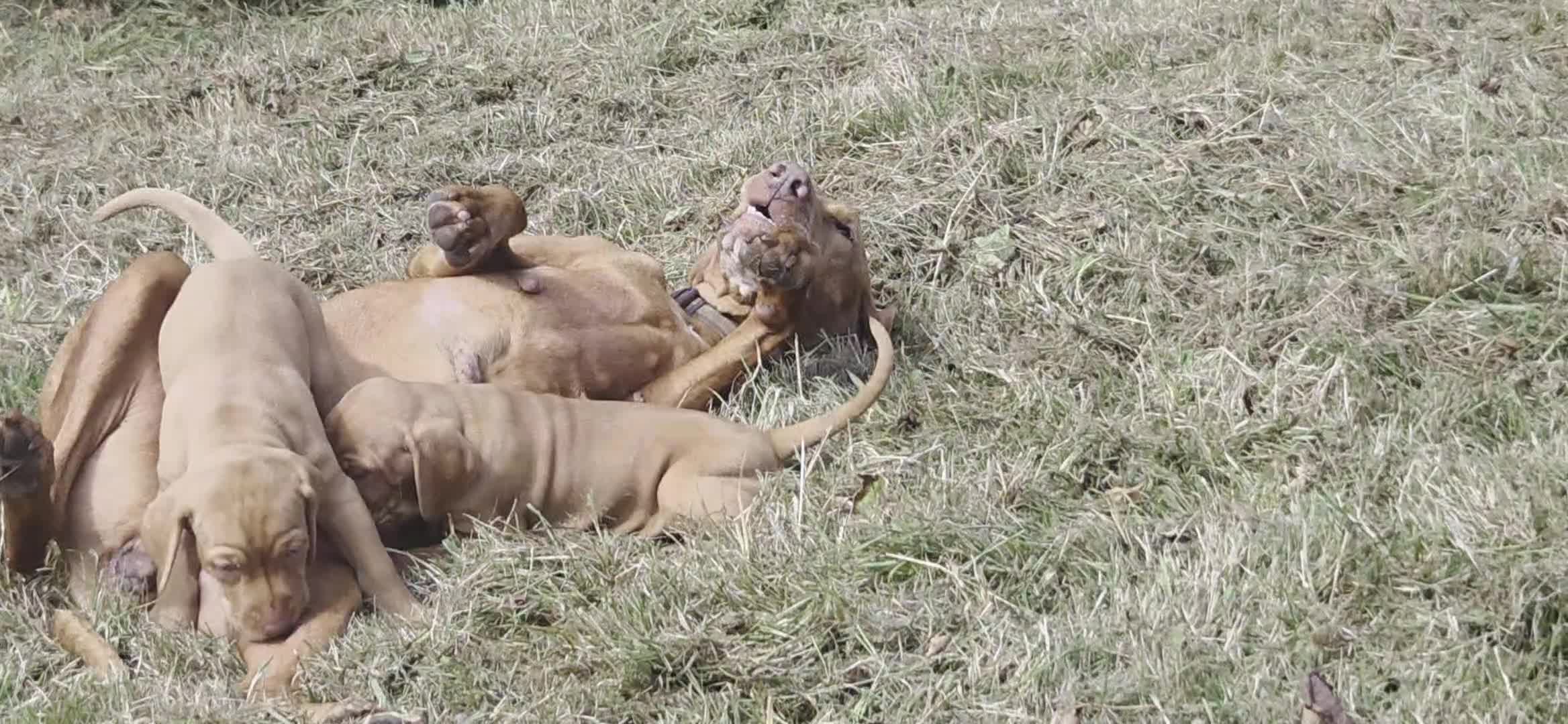 Hungarian Vizsla dogs for sale: Dual Purpose Hungarian Vizsla Bitch Puppies - Video 1