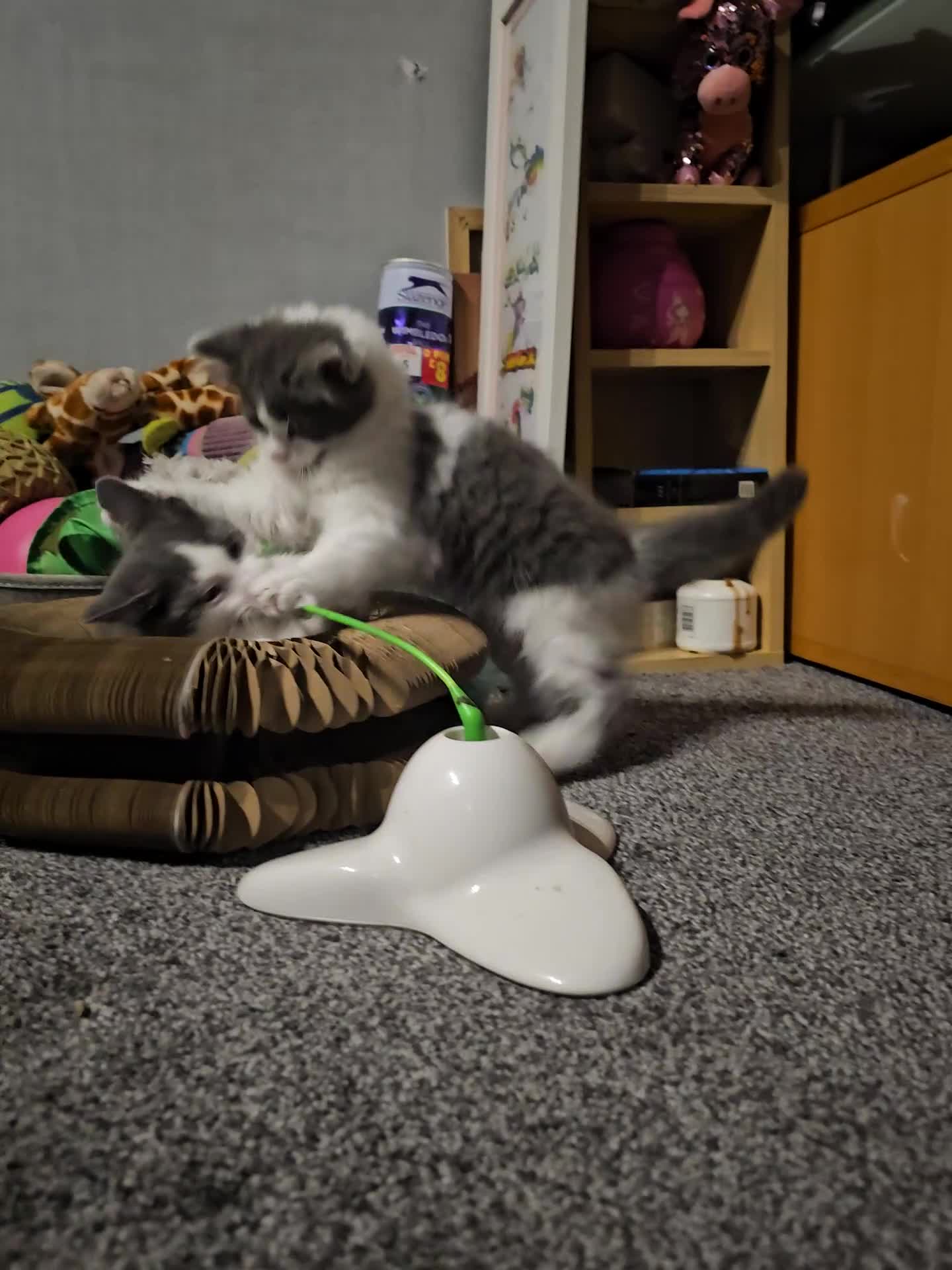 British Longhair cats for sale: Tabby mix kittens - Video 1