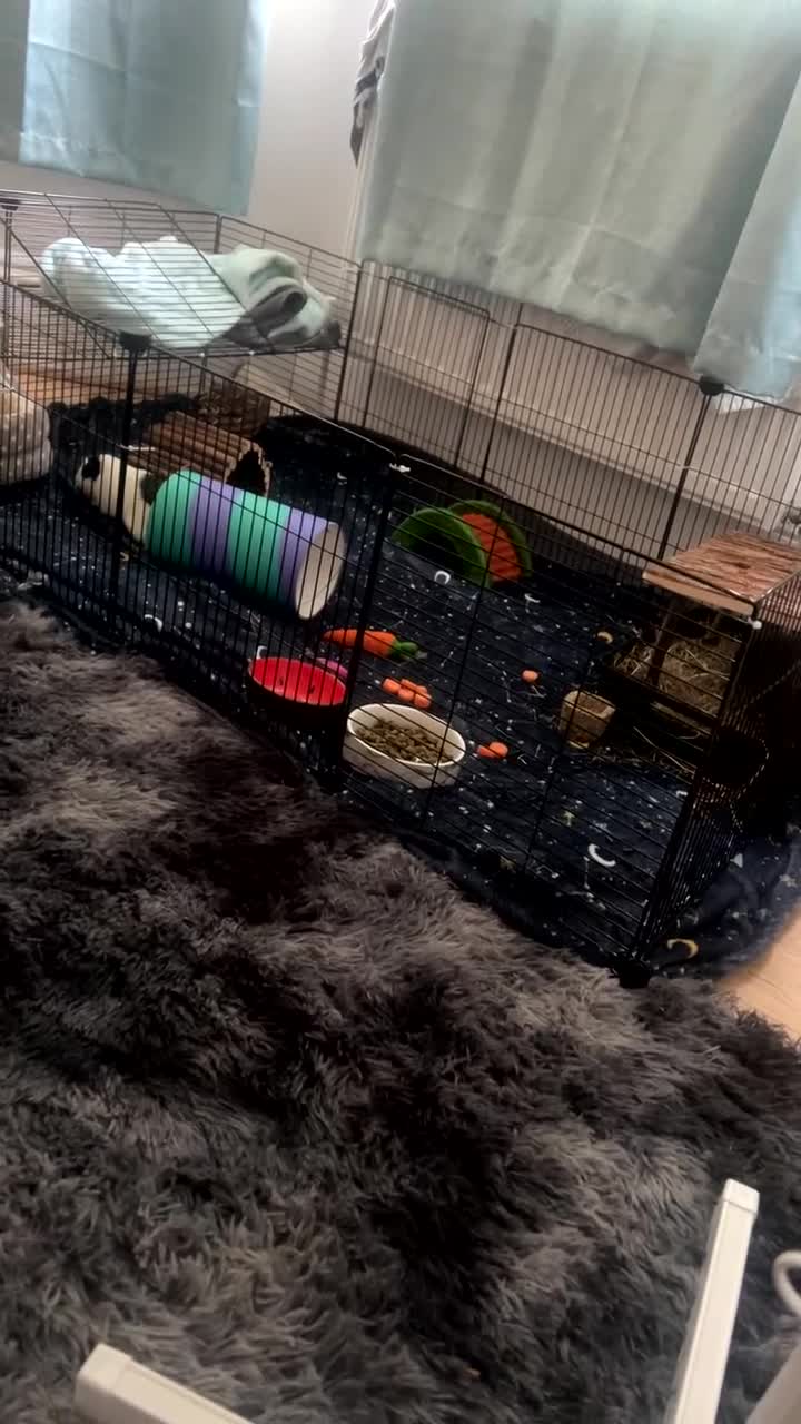 Guinea Pig rodents for sale: 2 guinea pigs  - Video 1