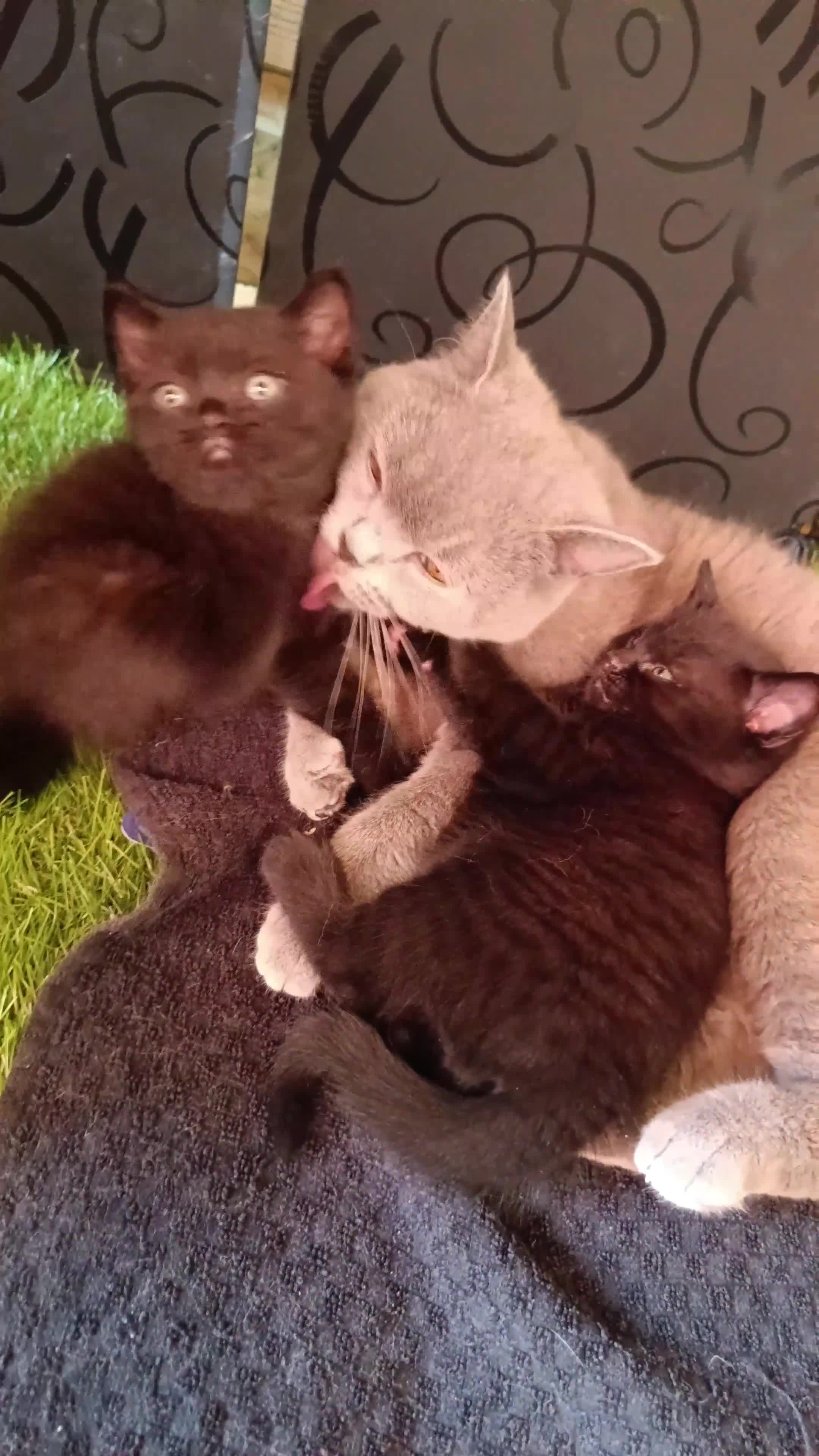British Shorthair cats for sale: British shorthair x - Video 2