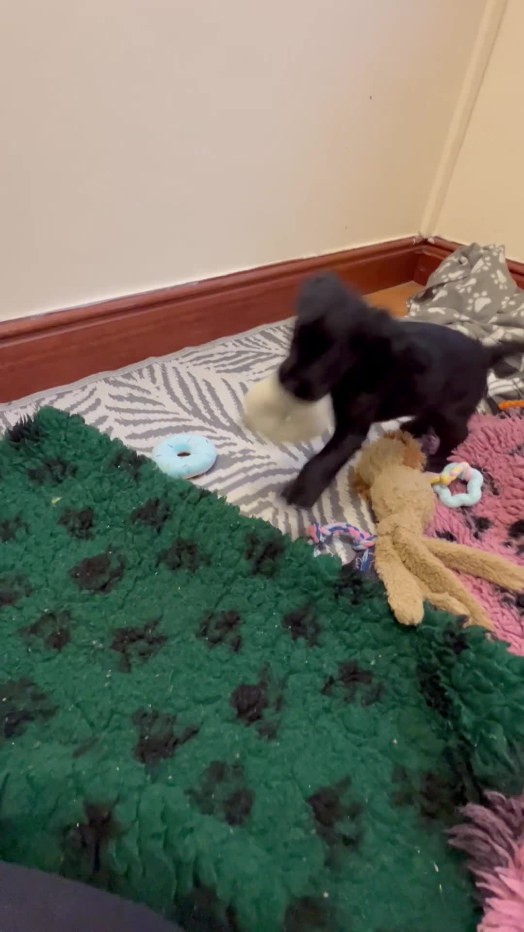 Cocker Spaniel dogs for sale: ✨ Cuddles Await from our Cocker Spaniel Pups  - Video 2