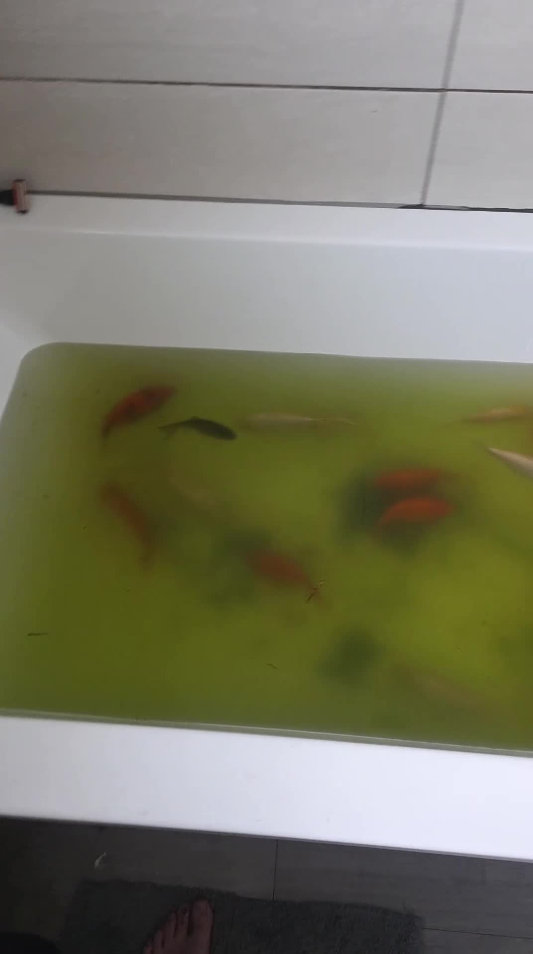 Pond Fish fish for sale: 50 Outdoor Goldfish in Nuneaton - Video 1