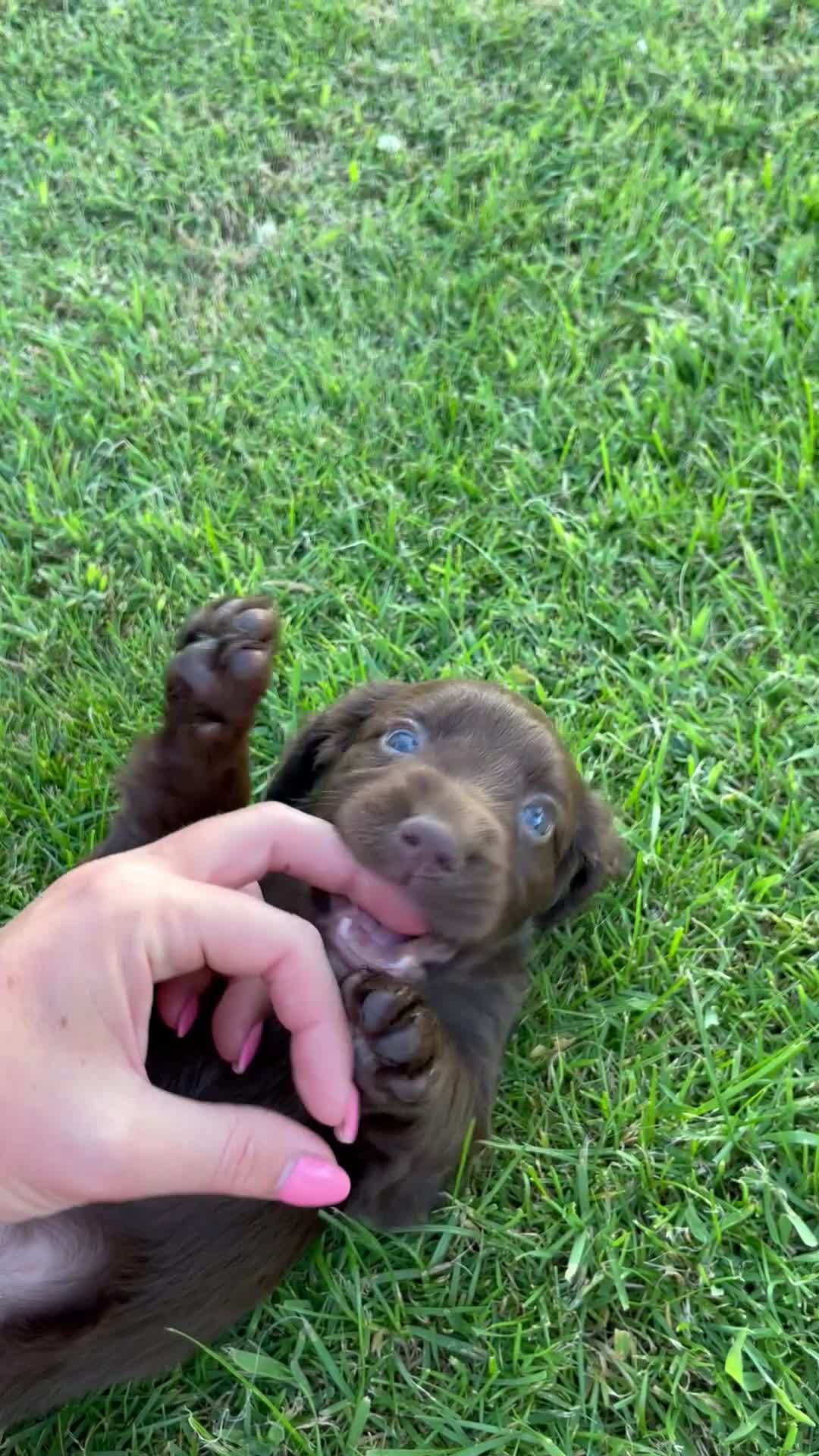 Cocker Spaniel dogs for sale: KC Registered Working Cocker Spaniel Puppies - Video 1
