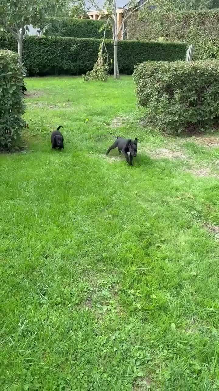 Labrador Retriever dogs for sale: Well bred KC Reg Labrador puppies - Video 2