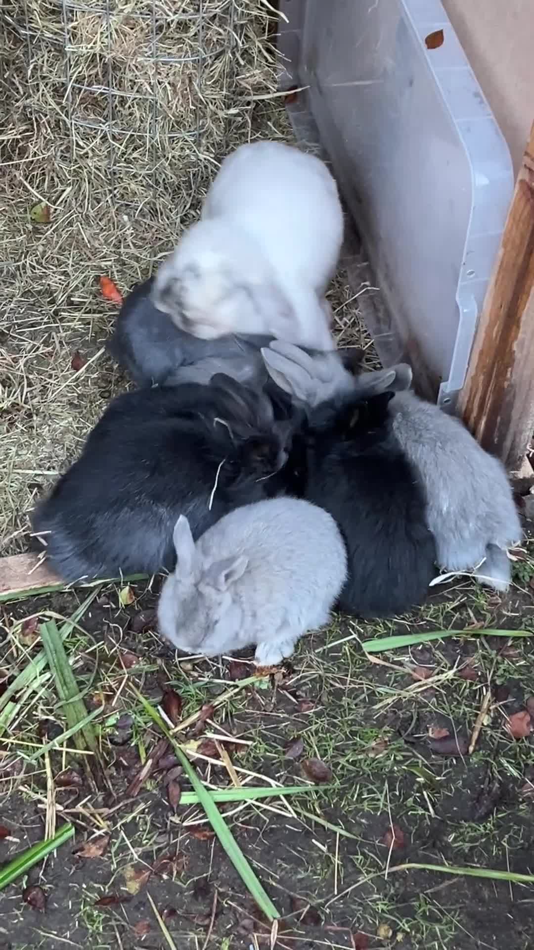 Lionhead rabbits for sale: Lion head baby rabbits for sale  - Video 1