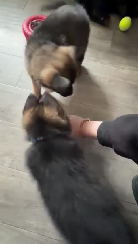 German Shepherd dogs for sale: German shepherd puppies for sale  - Video 2