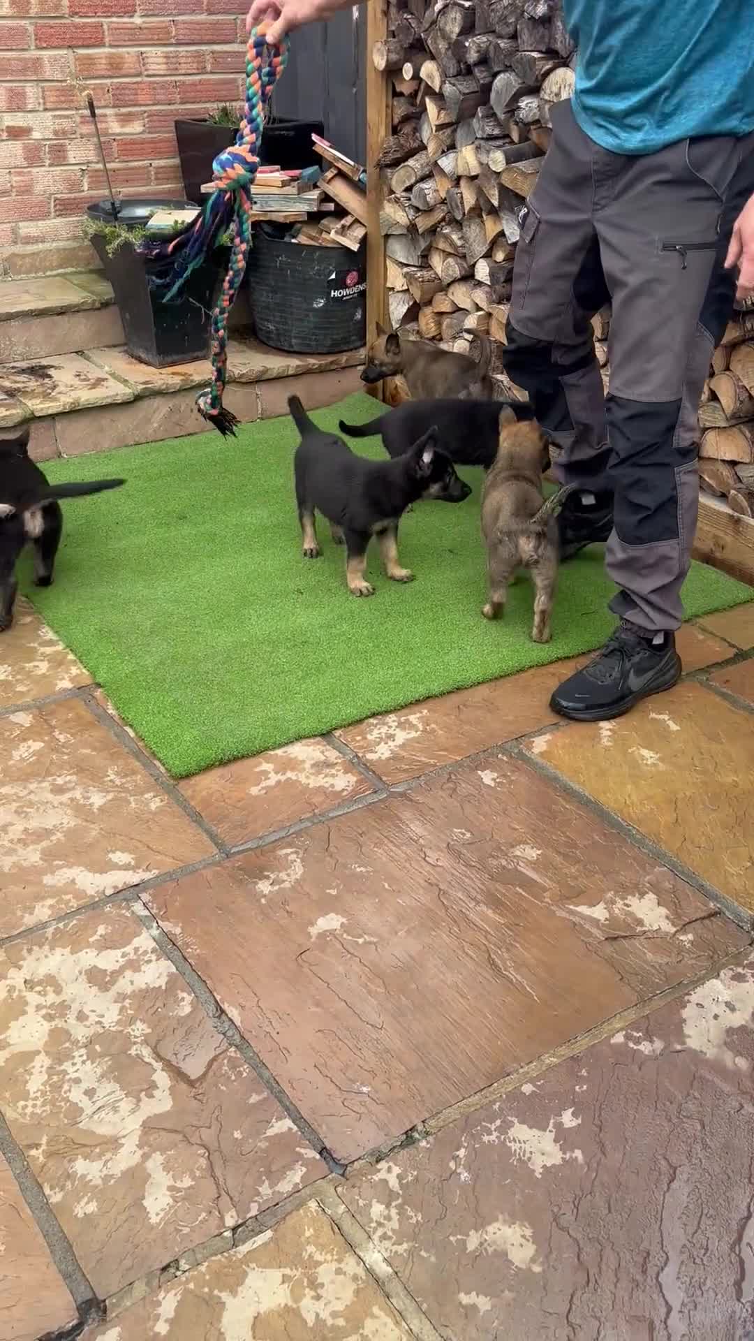 Mixed Breed dogs for sale: Czech shepherd x Belgium malinois - Video 1