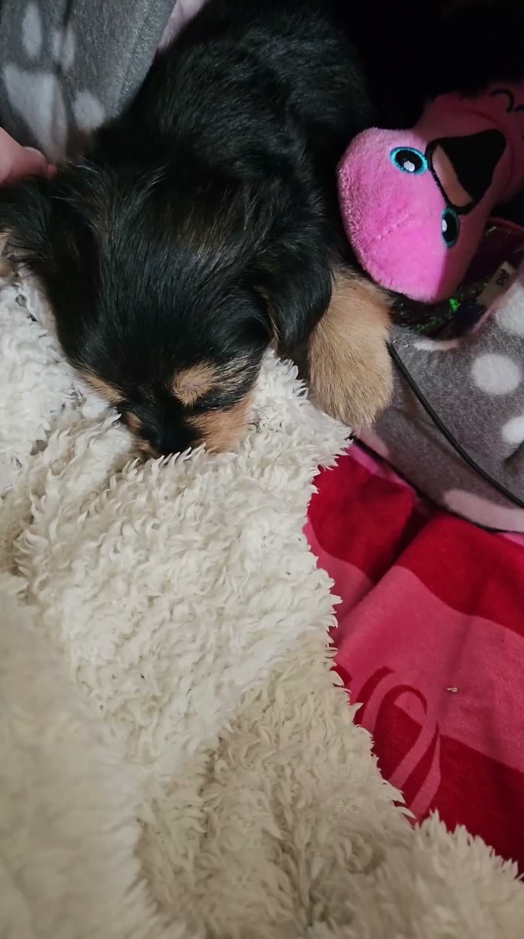 Mixed Breed dogs for sale: One Beautiful Girl Still Available!! - Video 1