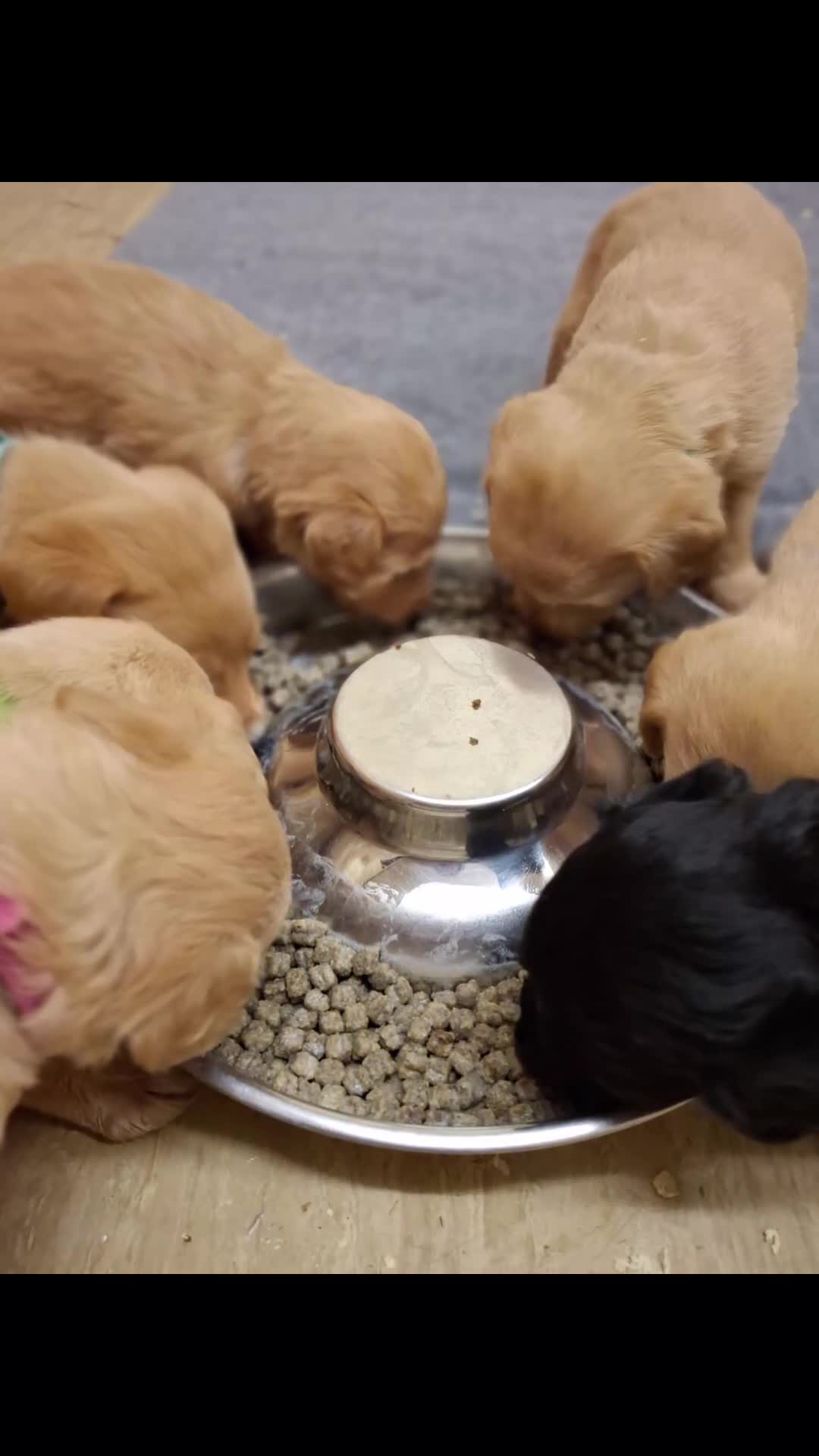 Mixed Breed dogs for sale: Miniature labradoodle X Whippet Puppies - Video 1