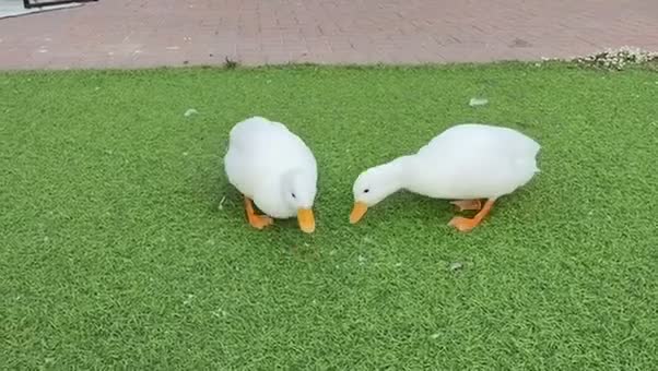 Ducks poultry for sale: 2 male call ducks  - Video 1