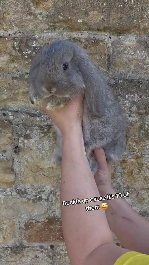 French Lop rabbits for sale: Giant French Lop - Video 1
