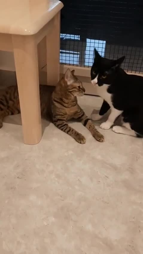 Arabian Mau cats for sale: Very special duo! - Video 1