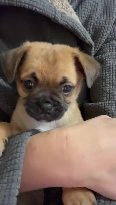 Mixed Breed dogs for sale: Pug Puppy  - Video 1