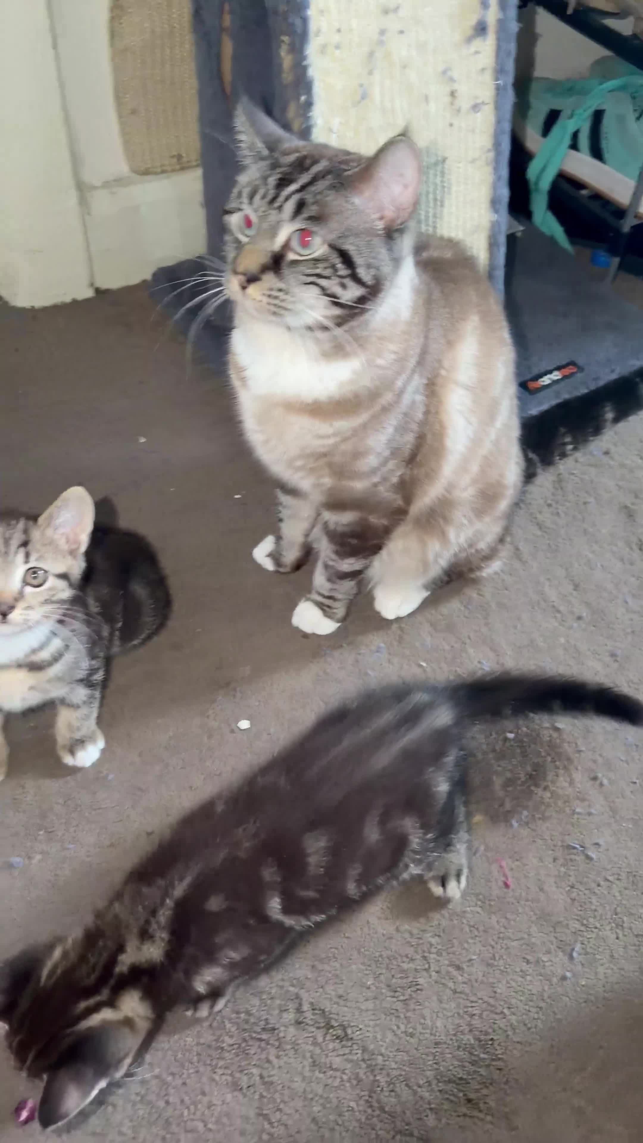 Scottish Fold cats for sale: Two Adorable Scottish Fold Male Kittens in Southampton - Video 1