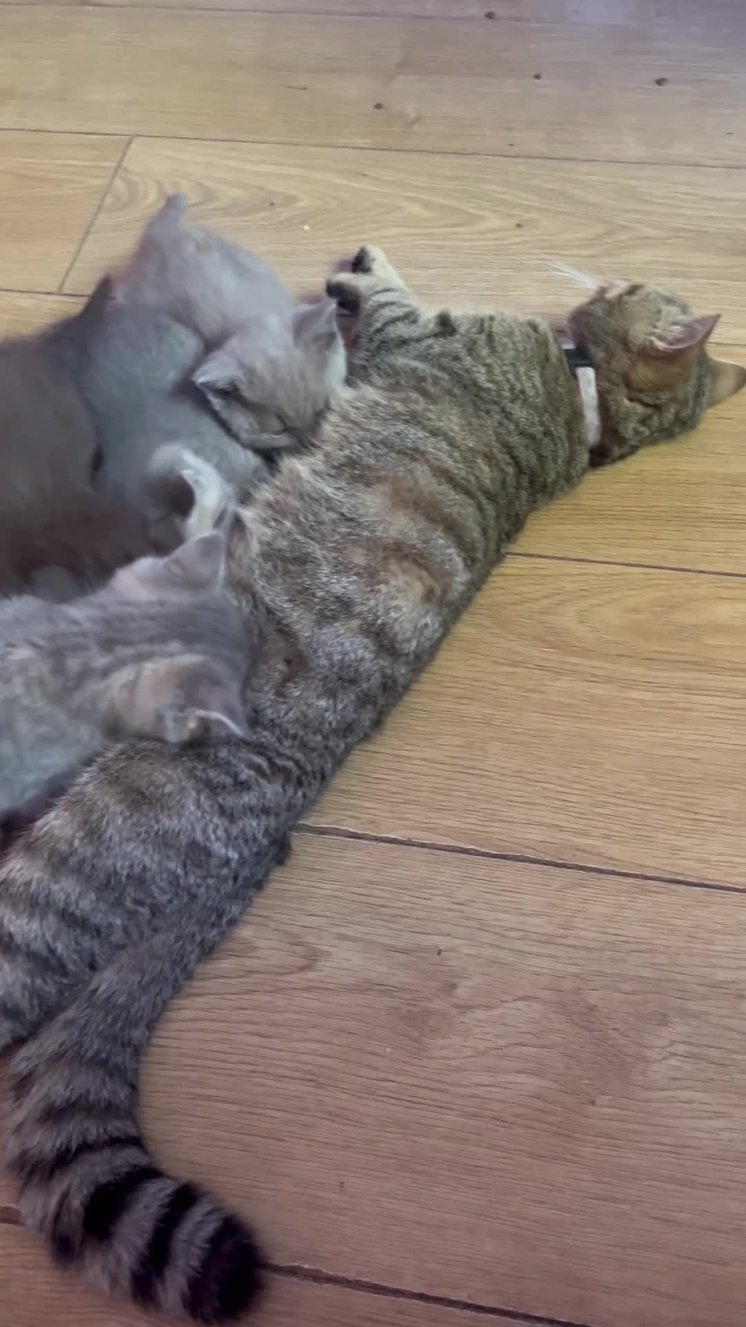 Ragdoll cats for sale: Gorgeous ragdollX British shorthair kittens  - Video 1