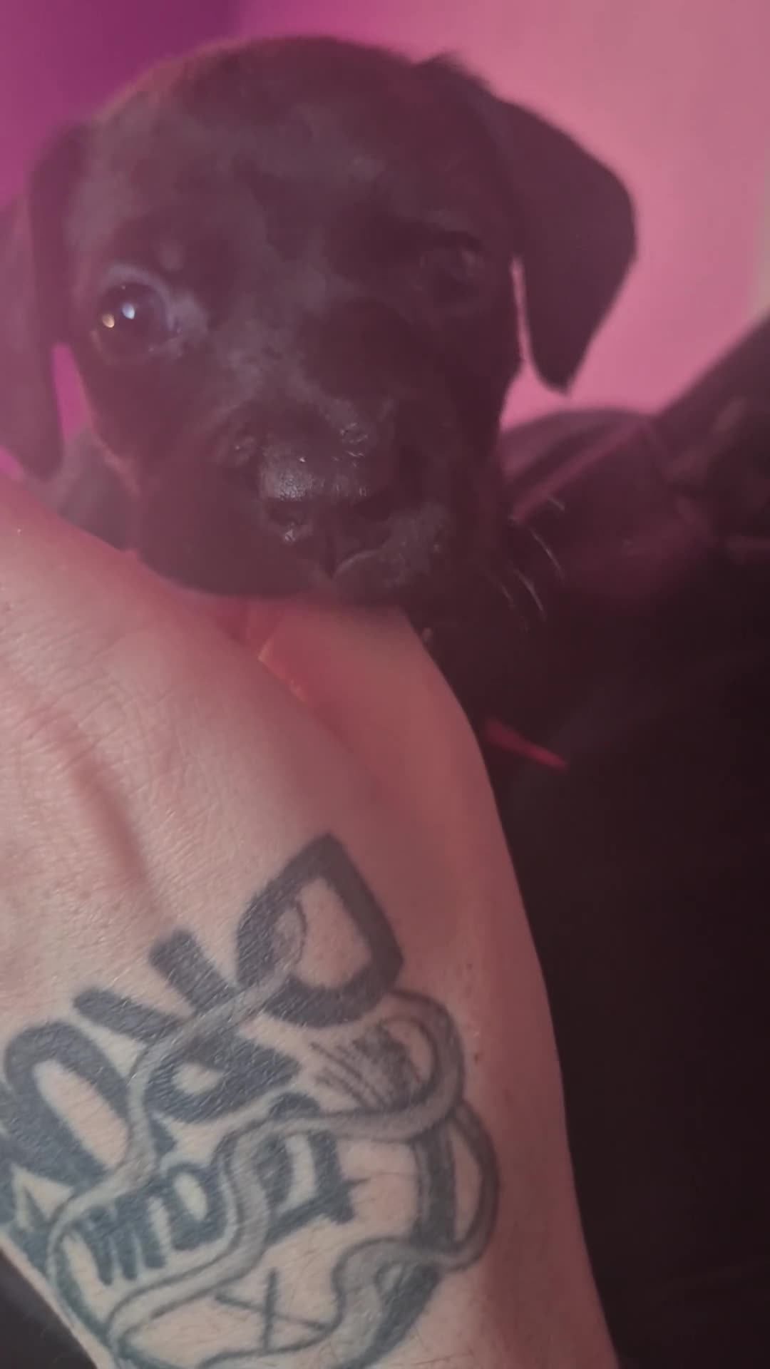 Mixed Breed dogs for sale: Bullmastiff x Springer Spaniel Puppies - Video 4