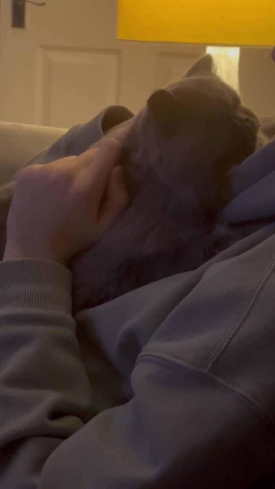 British Longhair cats for sale: Beautiful British Blue Longhair Girl  - Video 3