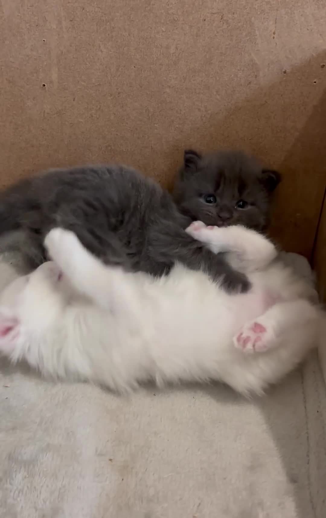Maine Coon cats for sale: Stunning Main coon Kittens  in Sunderland - Video 1