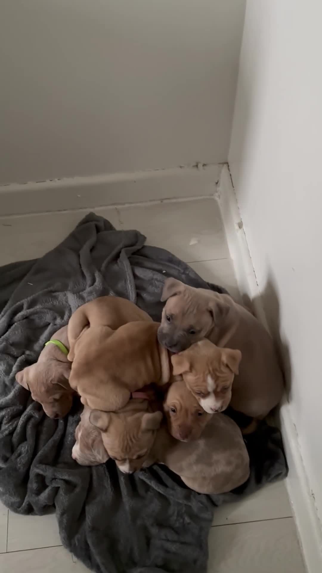 American Bully dogs for sale: Pocket bully pups ready for they forever home  - Video 1