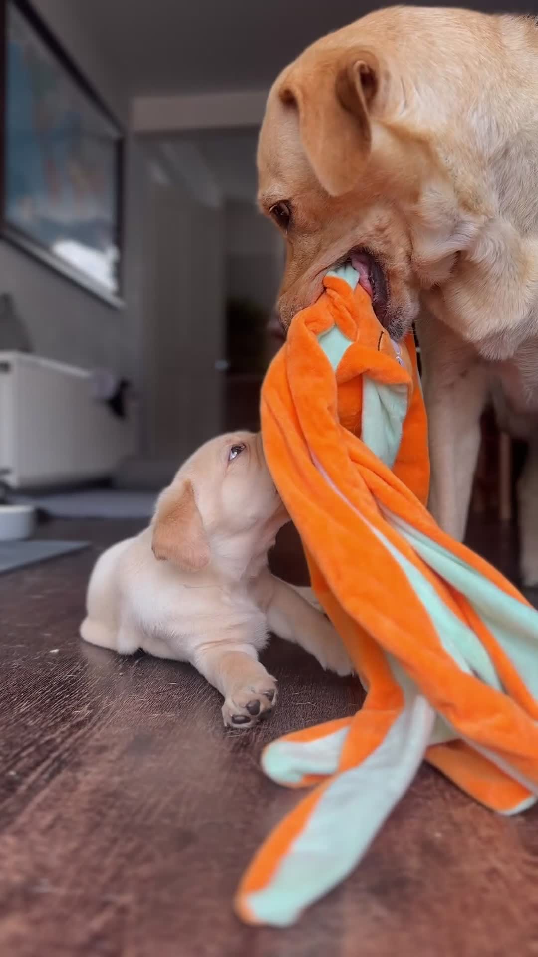 Labrador Retriever dogs for sale: Beautiful Labrador Puppies, Family Raised - Video 1