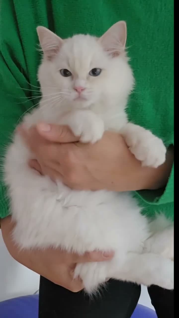 Ragdoll cats for sale: Flame Point Ragdoll Boy Last Available  - Video 1