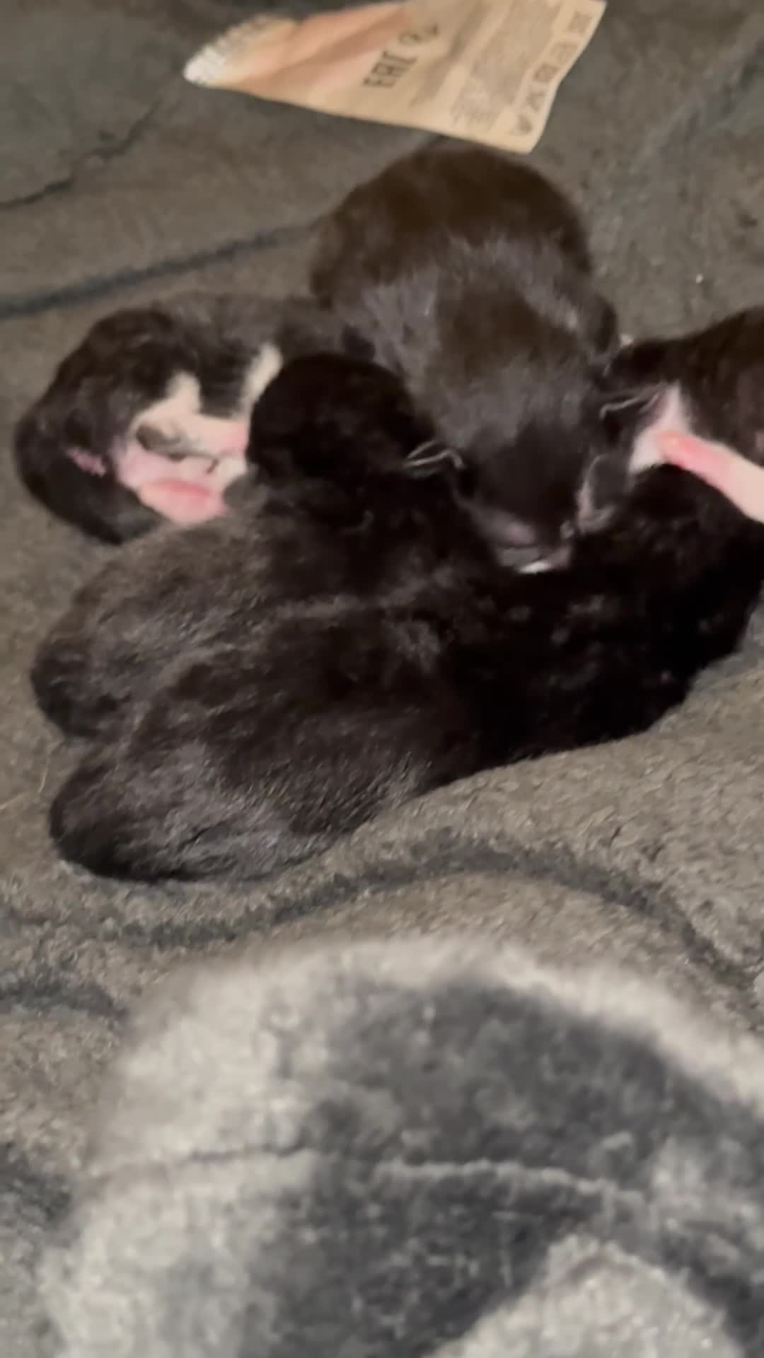 Egyptian Mau cats for sale: Egyptian black with unique white markings in Morden - Video 2