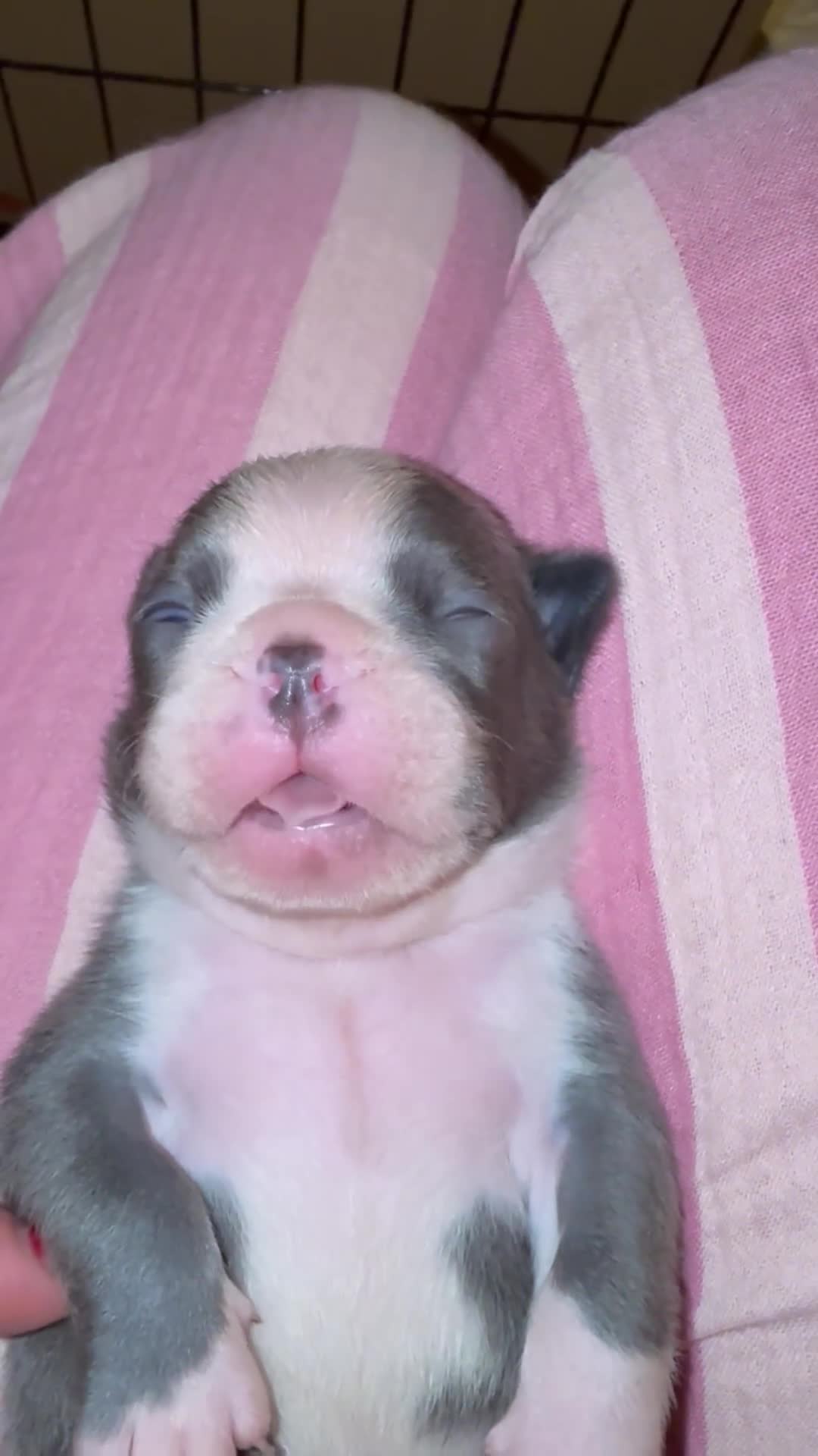 Boston Terrier dogs for sale: Exceptional Blue Boston Terrier Puppies 💙🐾 - Video 1