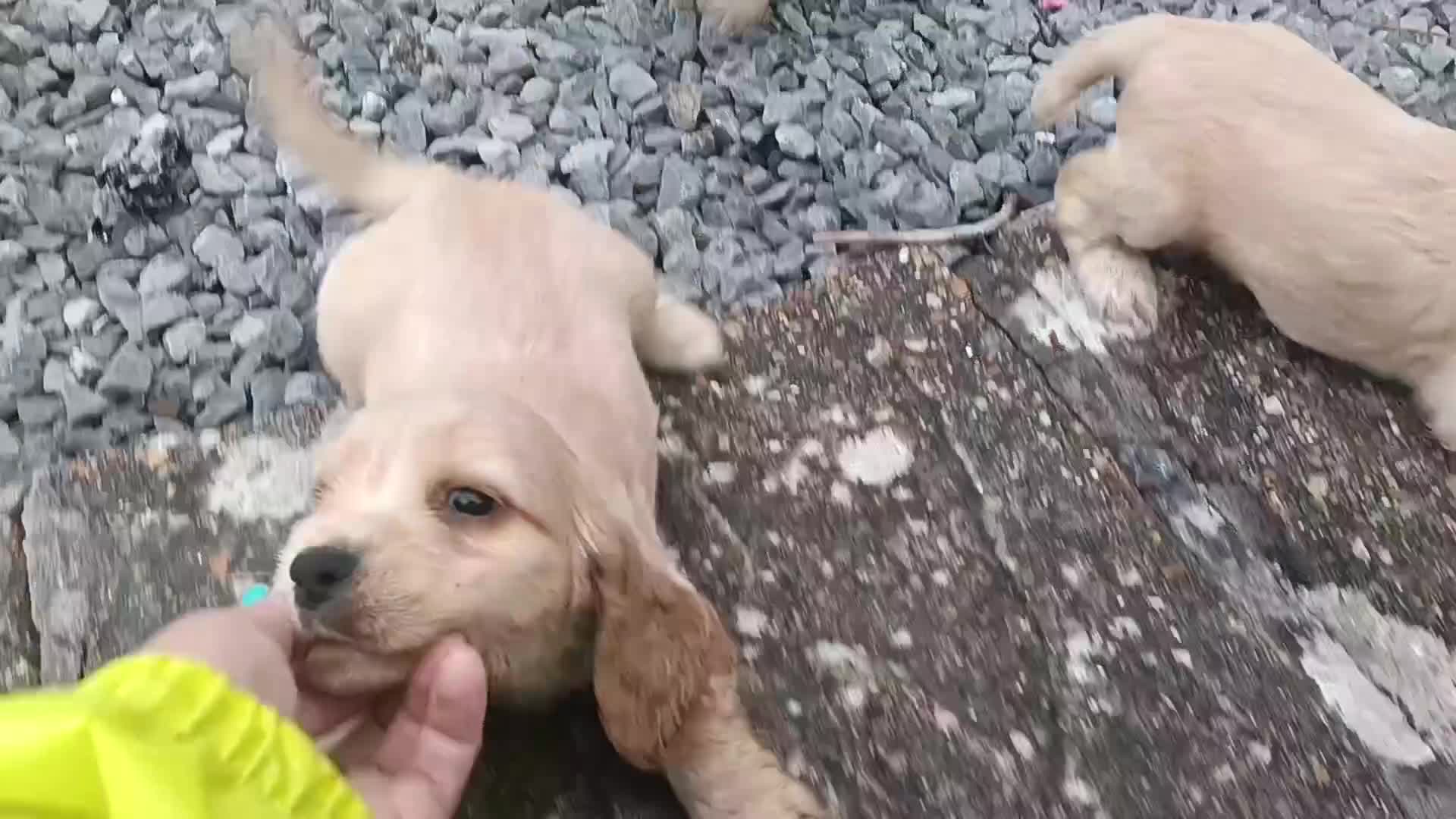 Cocker Spaniel dogs for sale: ⭐Quality Show Type Light Gold Cocker Spaniel Pups - Video 4