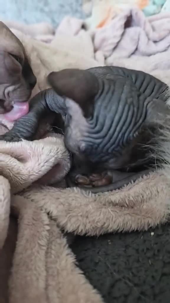 Sphynx cats for sale: Black Kittens - Video 1