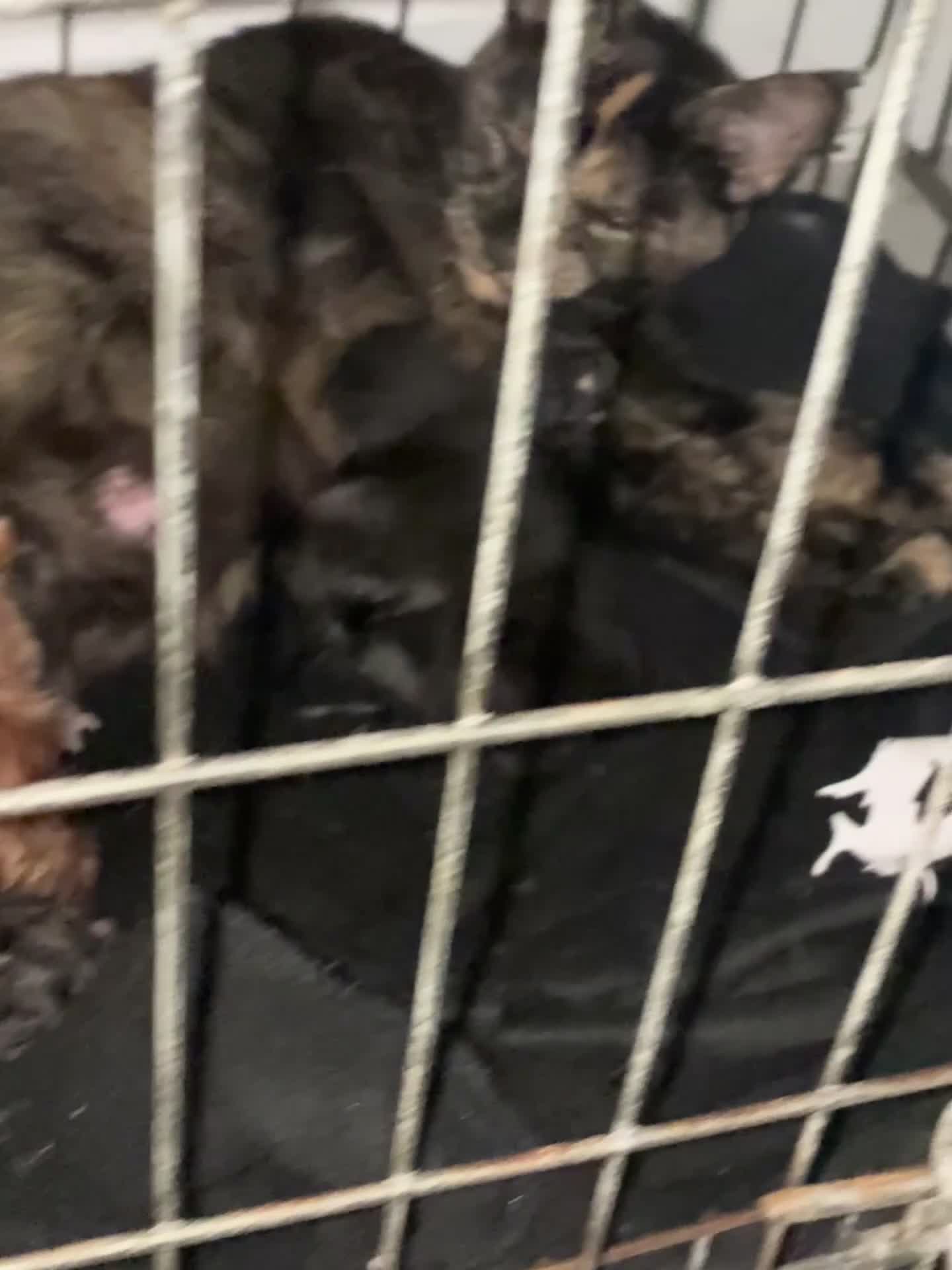 Mixed Breed cats for sale: 5 beautiful kittens  - Video 1