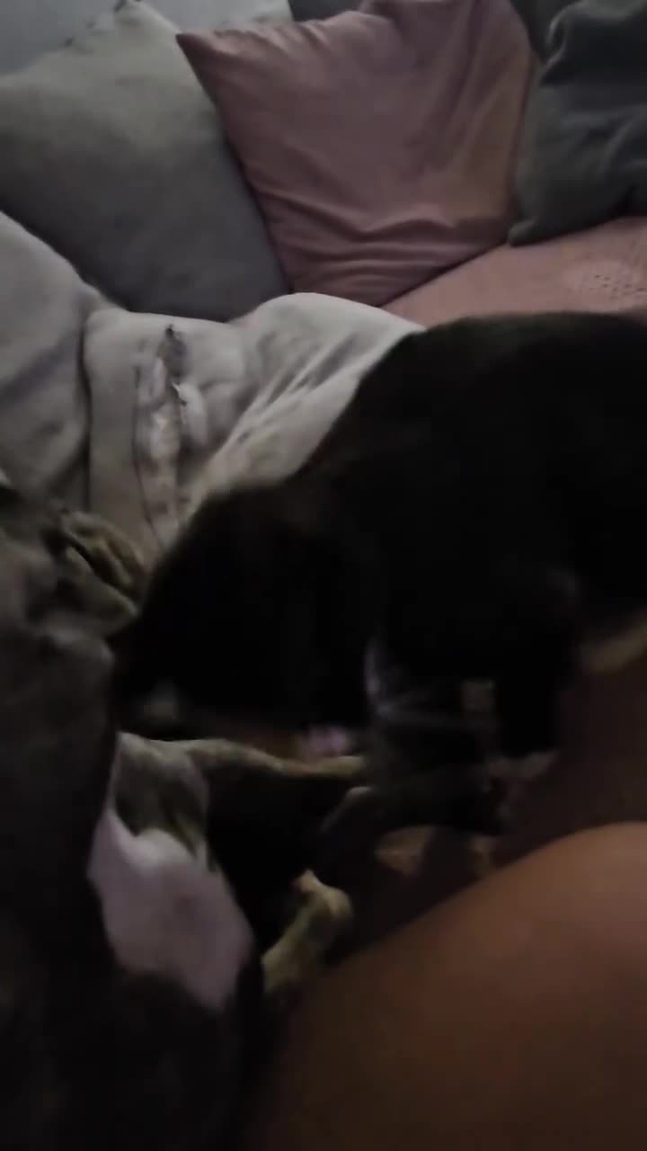 Domestic Shorthair cats for sale: 2-year-old female cat with a beautiful calico coat - Video 1