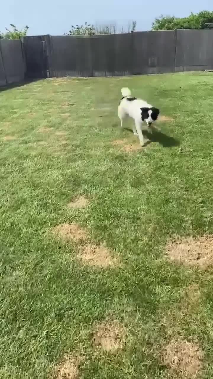 Mixed Breed dogs for adoption: ACE  - NOW RESERVED - Video 1
