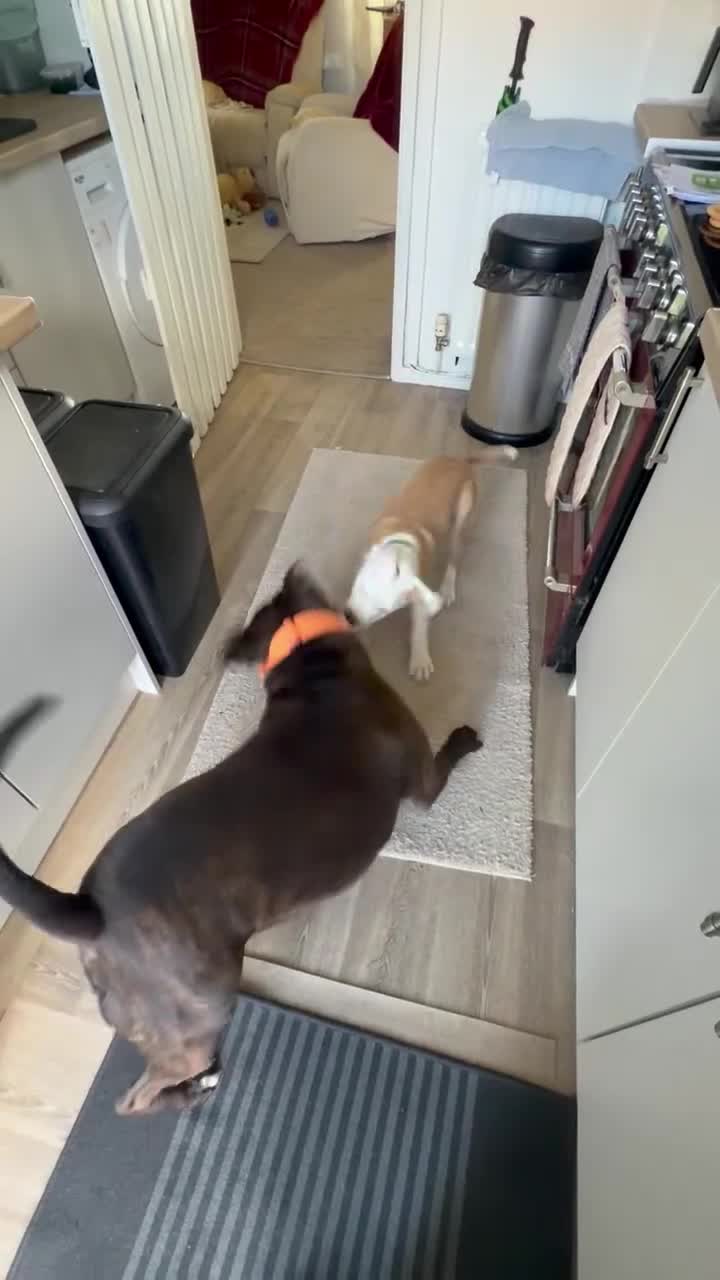 Alapaha Blue Blood Bulldog dogs for sale: Odie 20 weeks old in Newton Aycliffe - Video 1