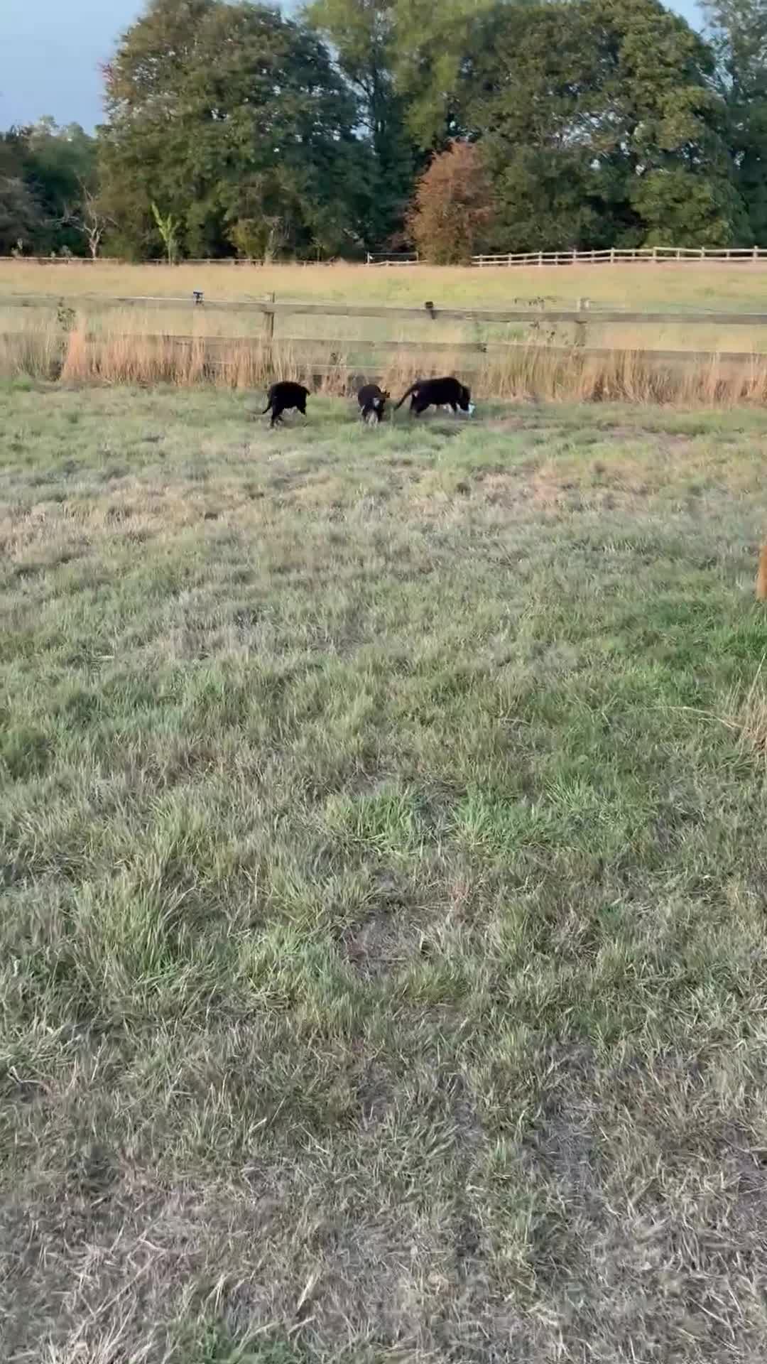 German Shorthaired Pointer dogs for sale: Working line straight back short coat gsd - Video 1