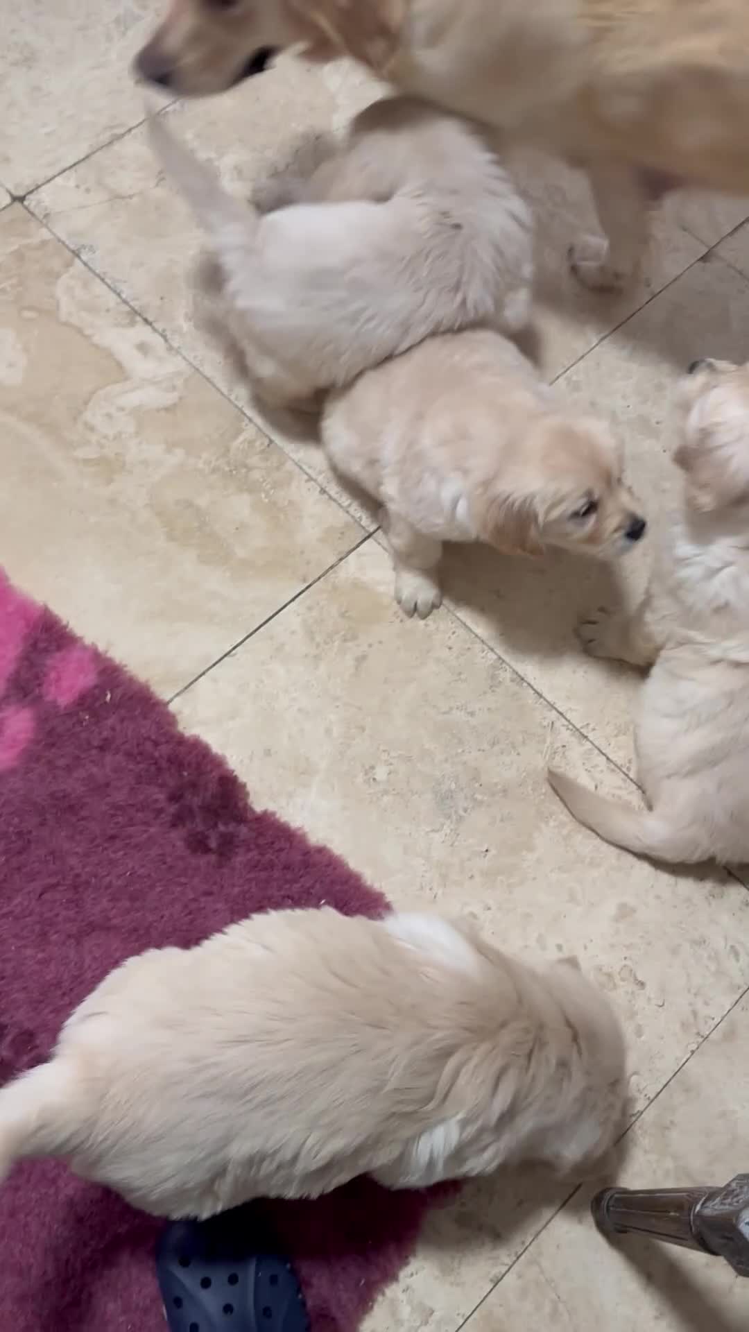 Golden Retriever dogs for sale: Golden retriever puppies  - Video 1