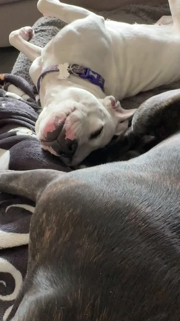 Staffordshire Bull Terrier dogs for sale: 3 Staffordshire bull terriers - Video 1