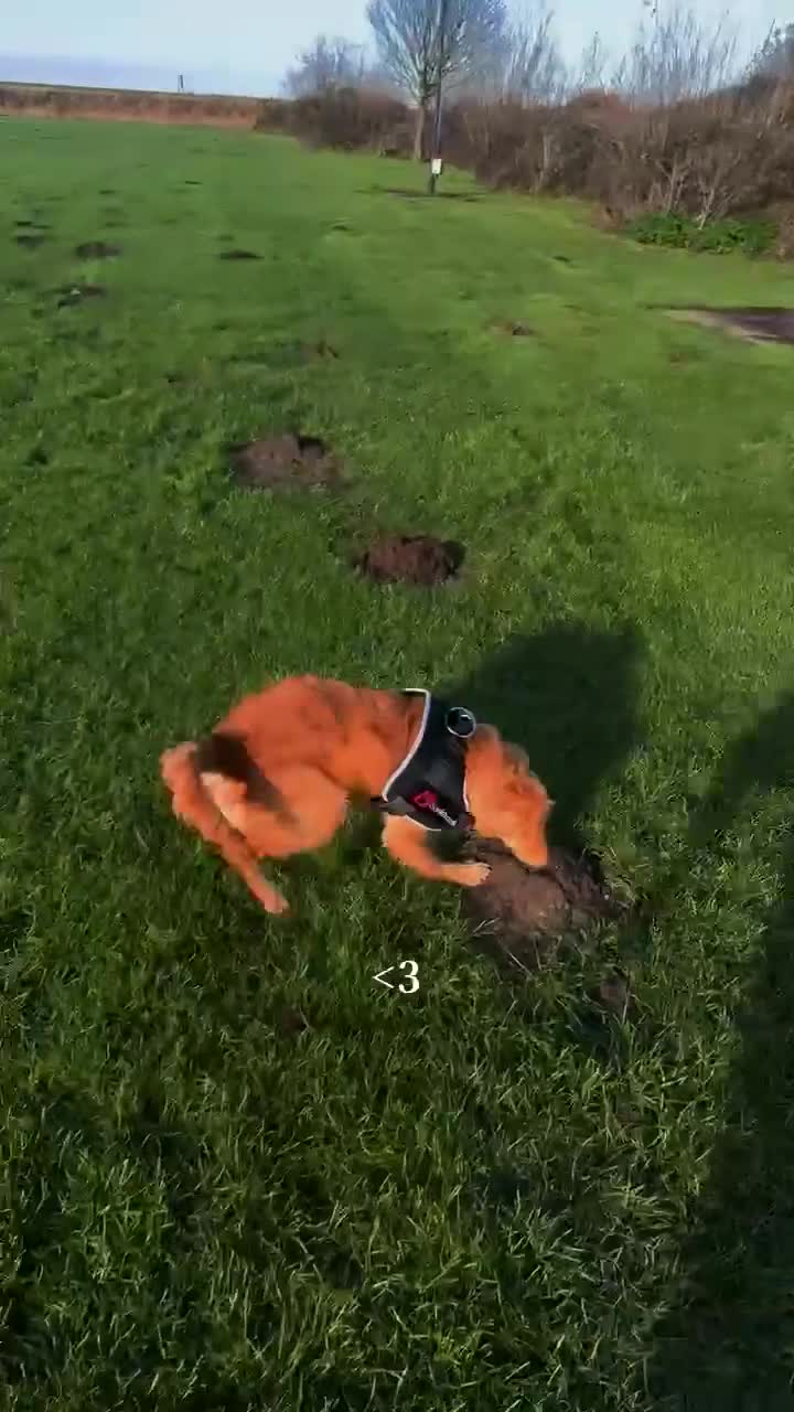 Golden Retriever dogs for sale: Golden retriever pup  - Video 2