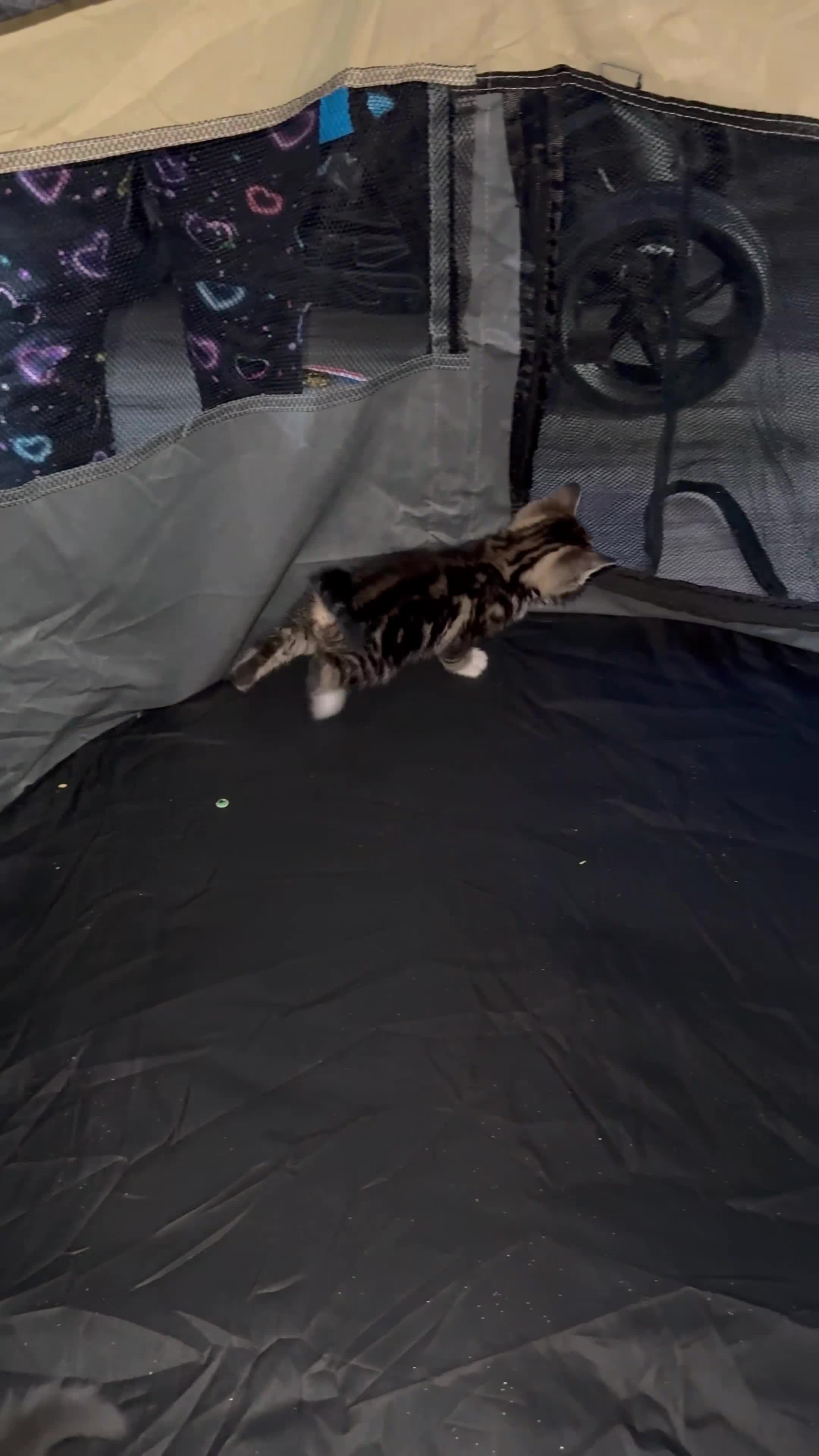 British Shorthair cats for sale: British short hair mixed kittens  - Video 4