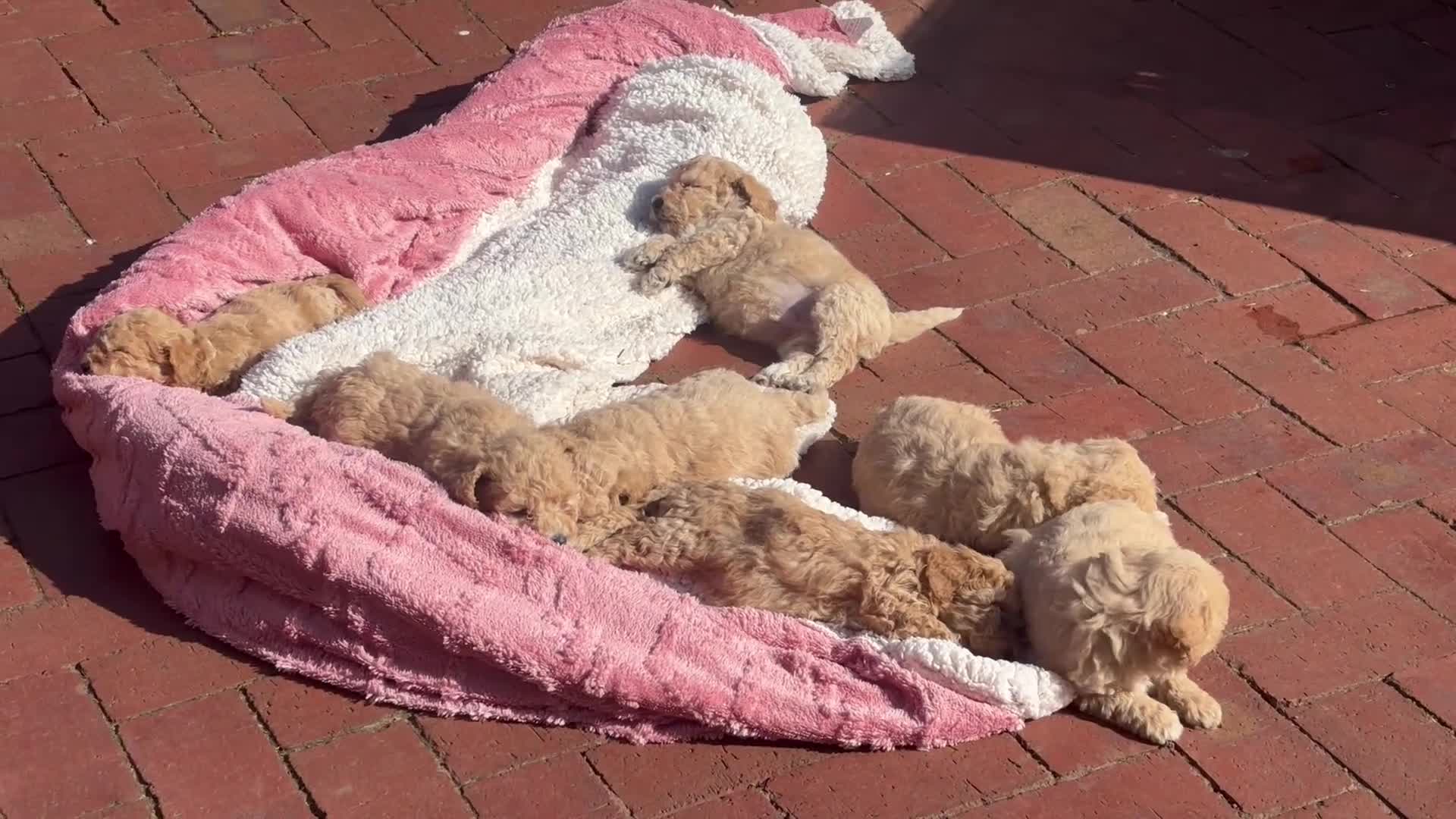 Poochon dogs for sale: Stunning health tested Poochon puppies - Video 1