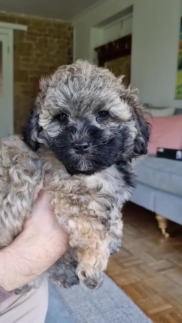 Maltipoo dogs for sale: Toy Maltipoos💫DNA Clear💫3GenPedigree💫PreTrained - Video 3