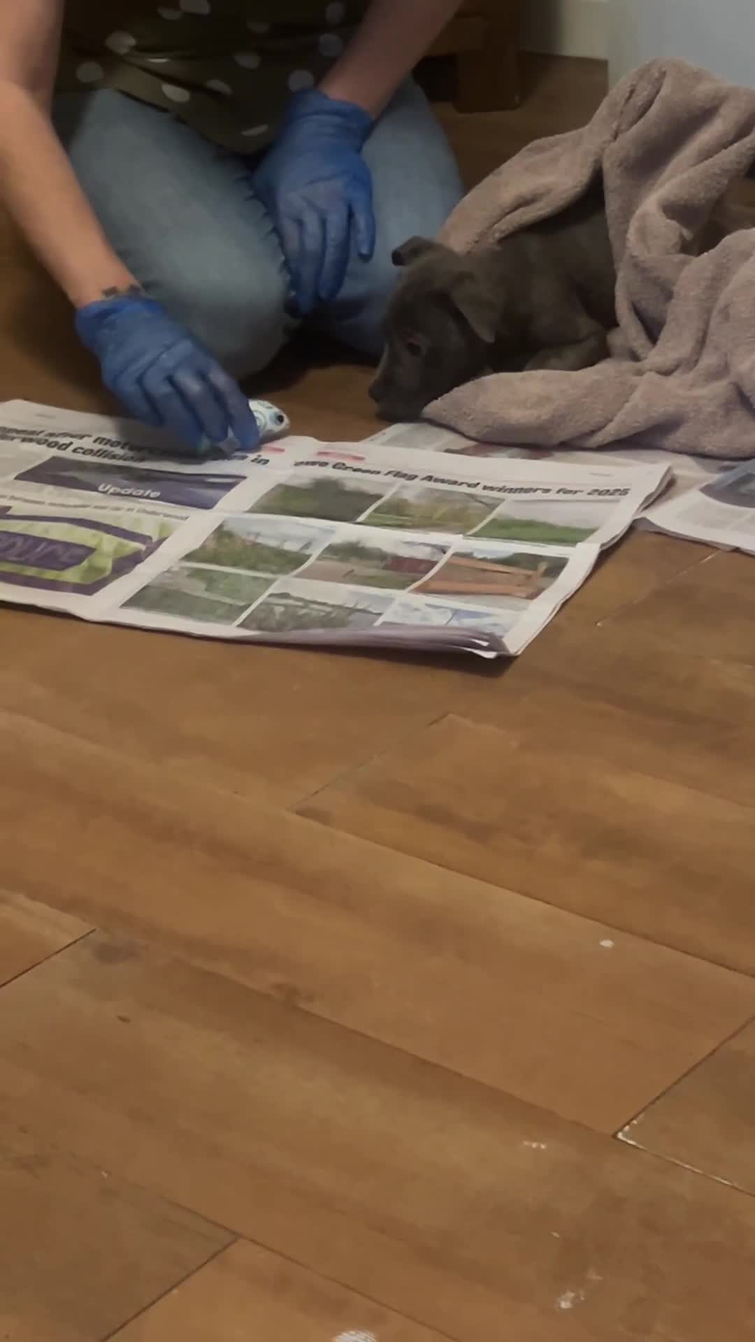 Mixed Breed dogs for sale: Staffordshire bull terrier  - Video 1