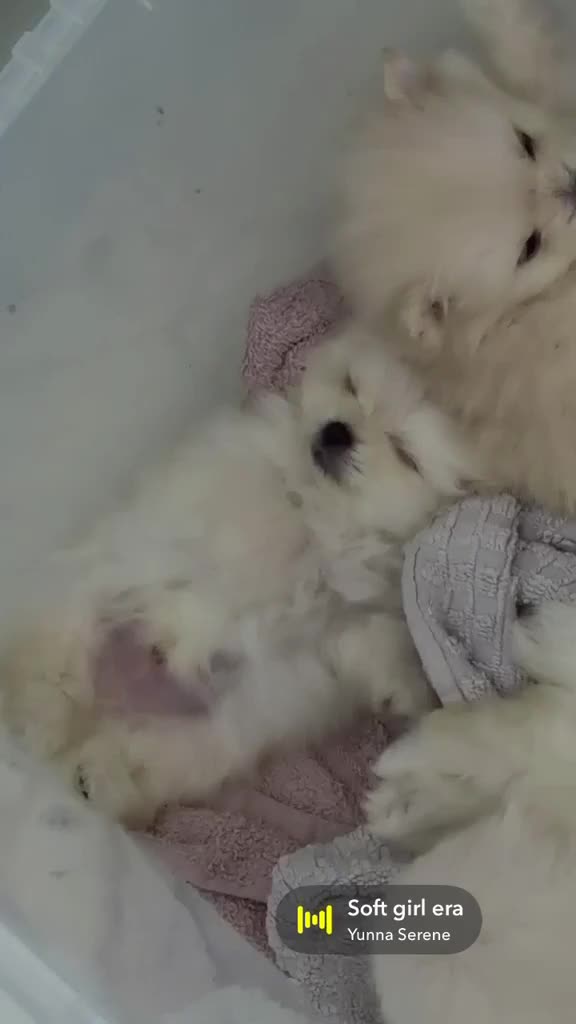 Pomeranian dogs for sale: 5 beautiful pomeranian puppy’s 💖💙 in Royston - Video 4