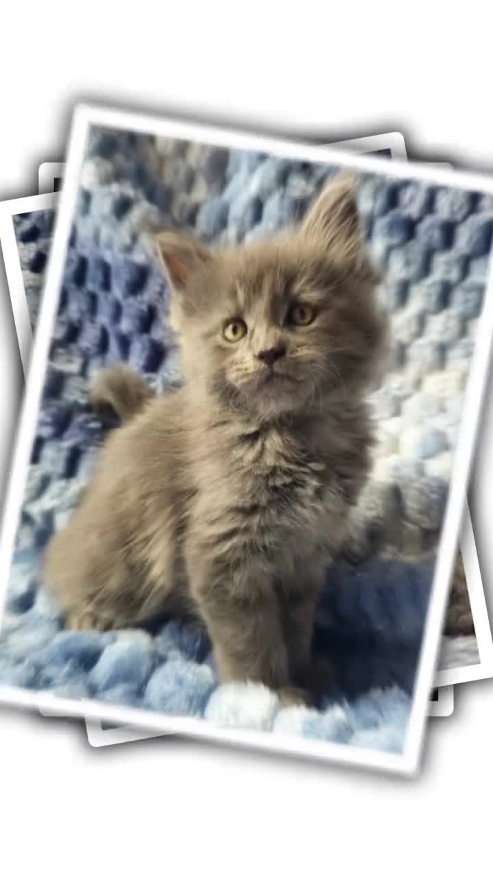 Maine Coon cats for sale: *PRICE DROP* ONLY 1 GIRL LEFT!!! *READY NOW* GCCF! in Alfreton - Video 3