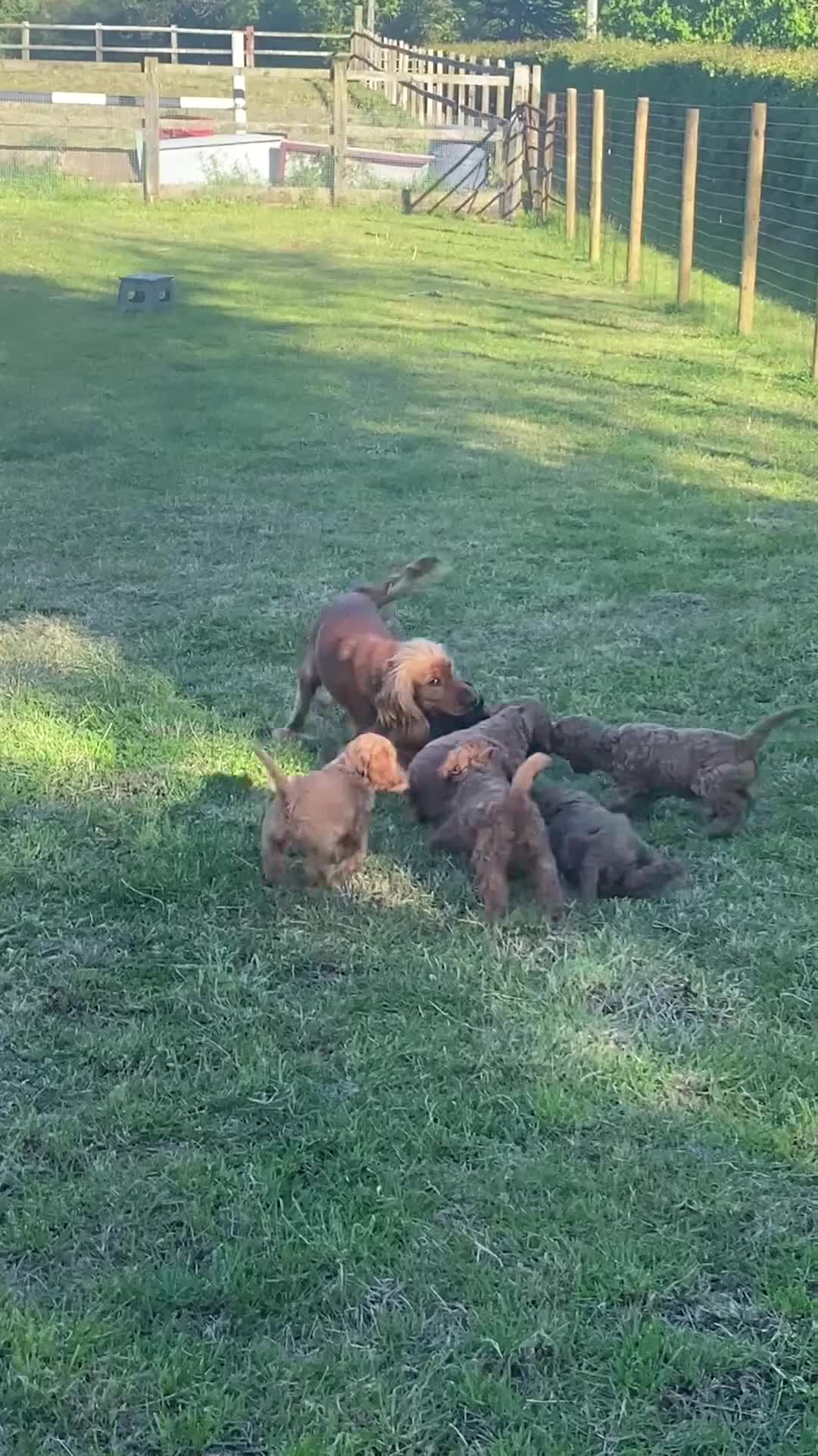 Cockapoo dogs for sale: 1 Boy left - Fully vaccinated & ready to go  - Video 3