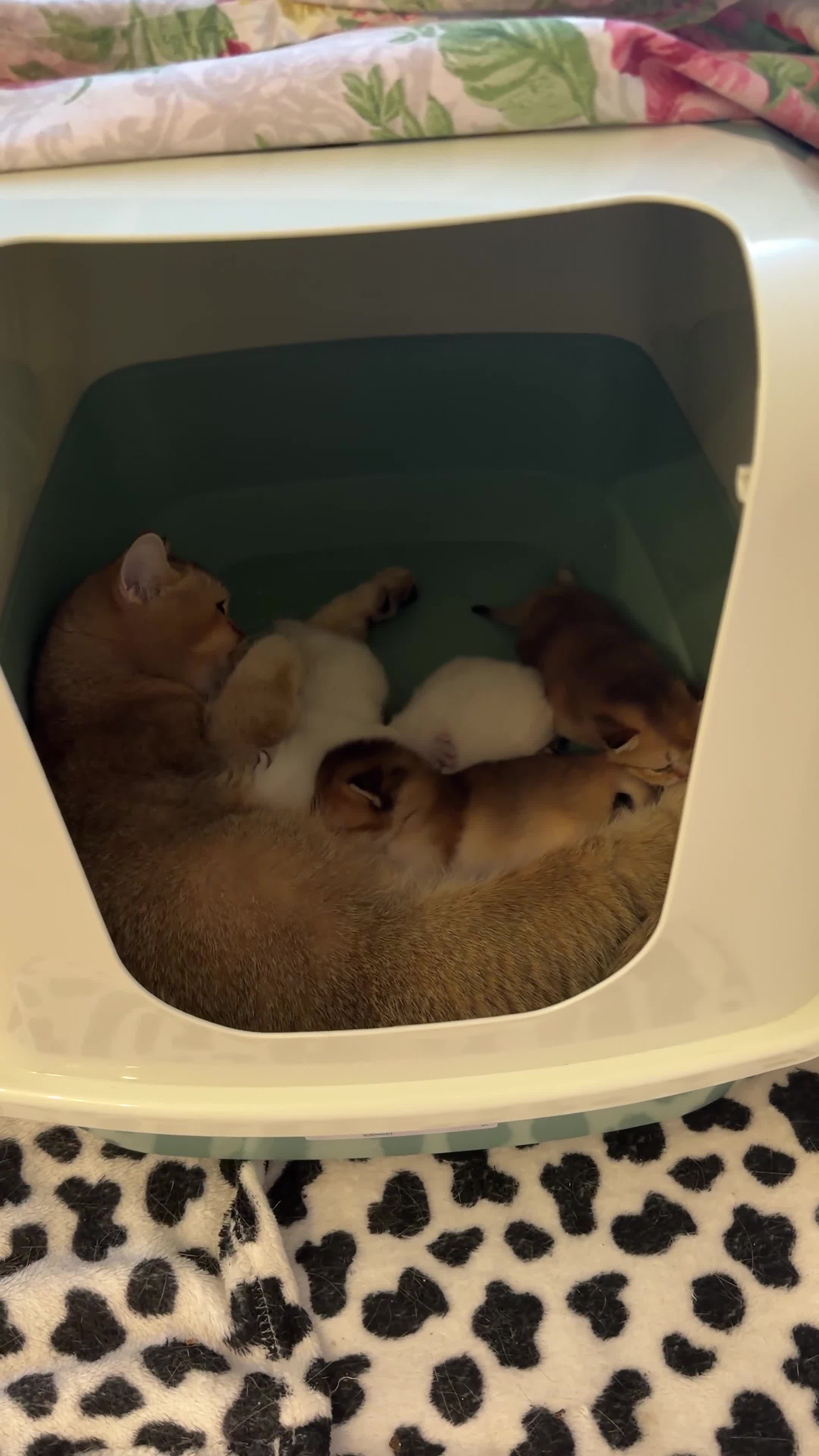 British Longhair cats for sale: BRITISH LONG HAIR NY12 GOLDEN SHADED & WHITE - Video 1