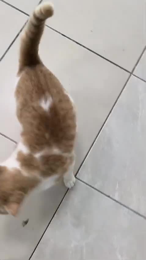 Mixed Breed cats for adoption: [Indoors Only] Tweety! Teddy loving bear  - Video 2